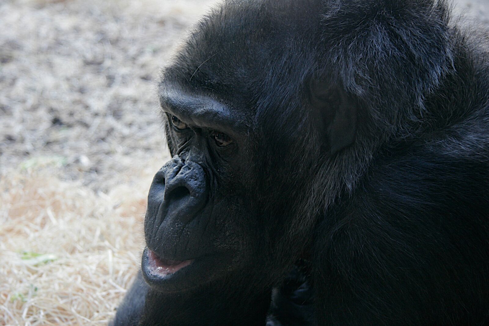 Canon EOS 20D sample photo. Monkey, animal, zoo photography