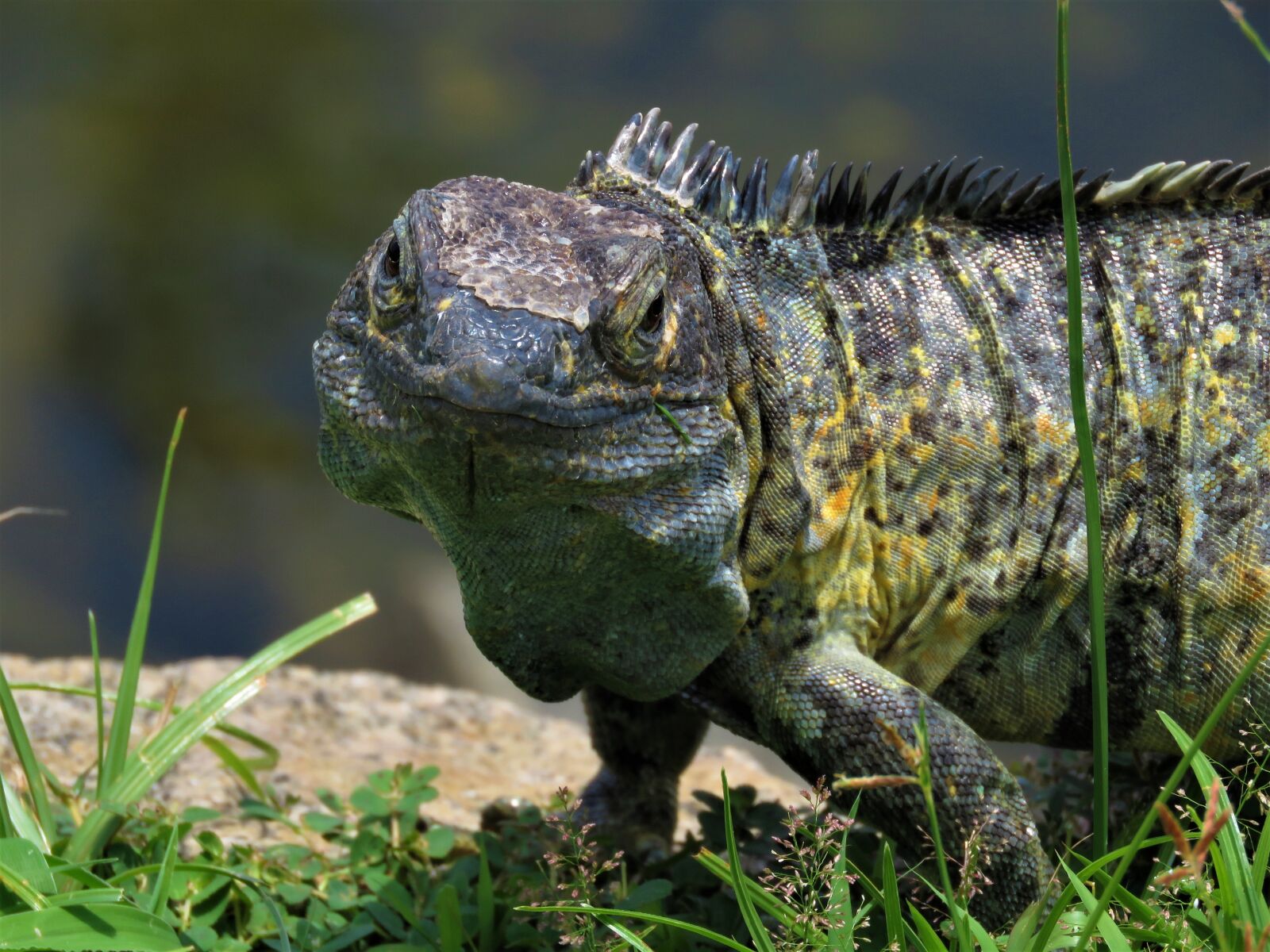 Canon PowerShot SX60 HS sample photo. Iguana, reptile, lizard photography