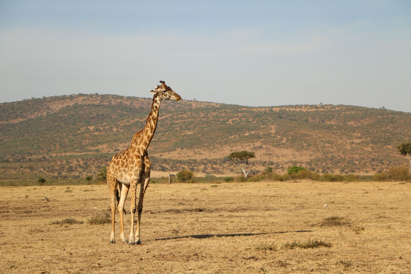 Canon EOS 760D (EOS Rebel T6s / EOS 8000D) sample photo. Safari, giraffe, nature photography