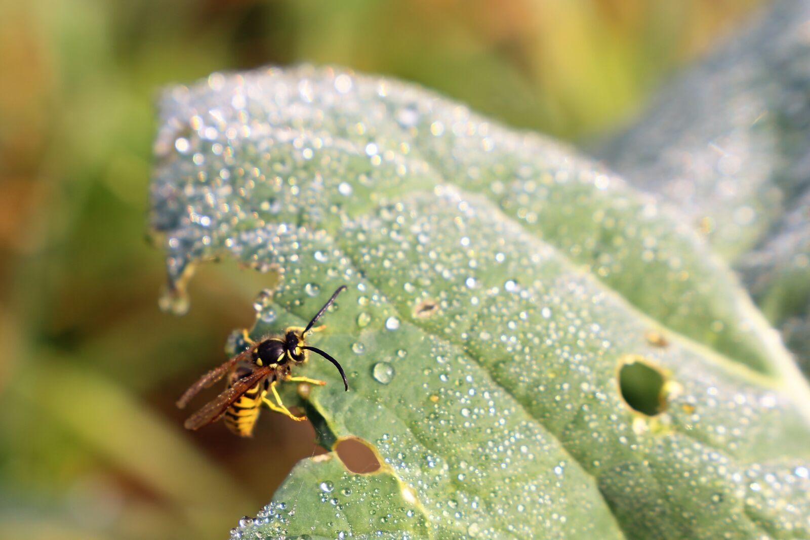Canon EOS 6D sample photo. Wasp, green leaf, water photography