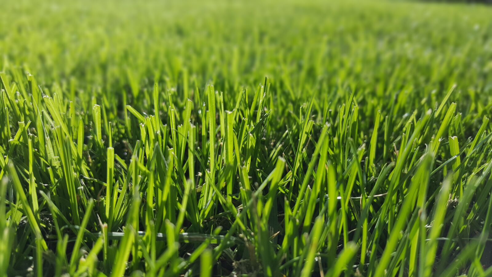 Samsung Galaxy S6 sample photo. Grass, green, nature photography