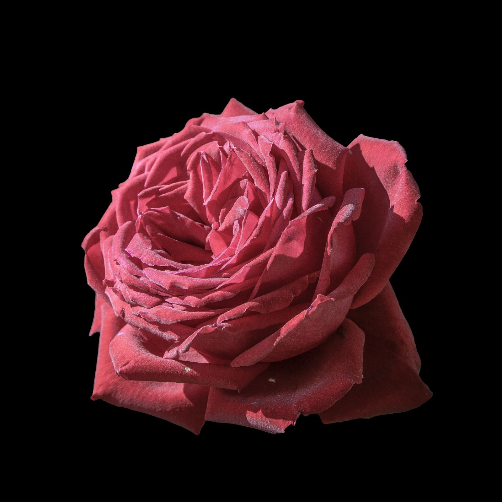 Sony a6000 + Sony E PZ 18-105mm F4 G OSS sample photo. Rosa, red, flower photography
