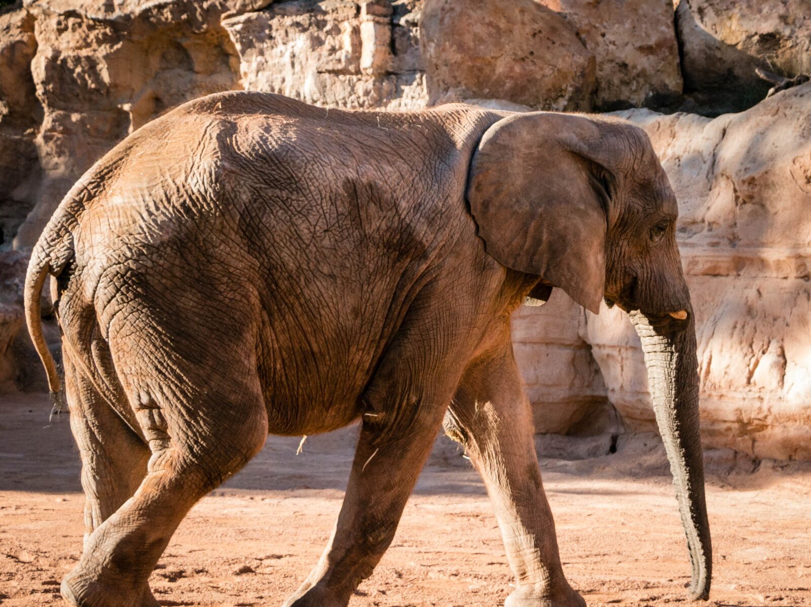 Canon EOS 70D sample photo. Zoo, elephant, valencia photography