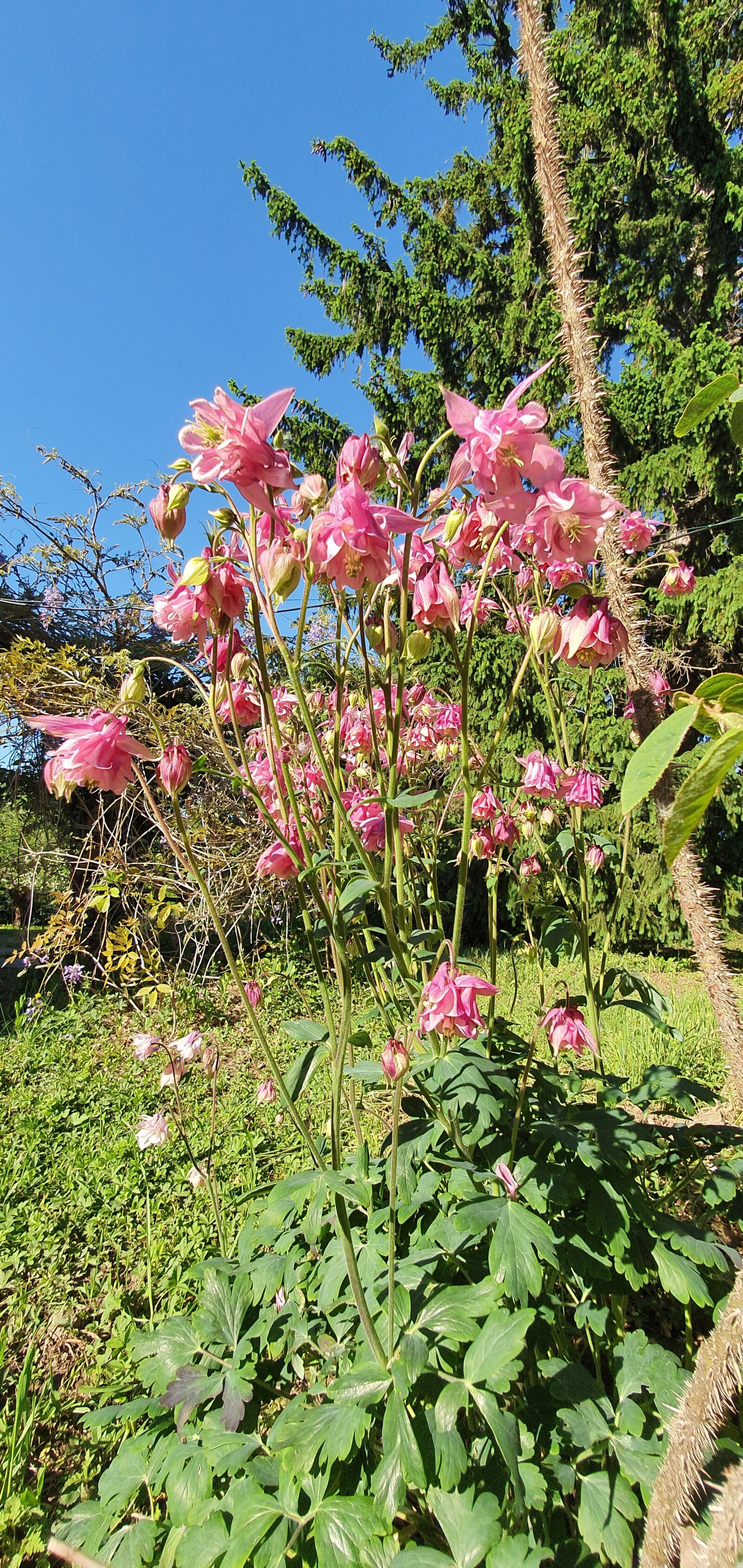 Samsung Galaxy S10 sample photo. Columbine, flower, field photography