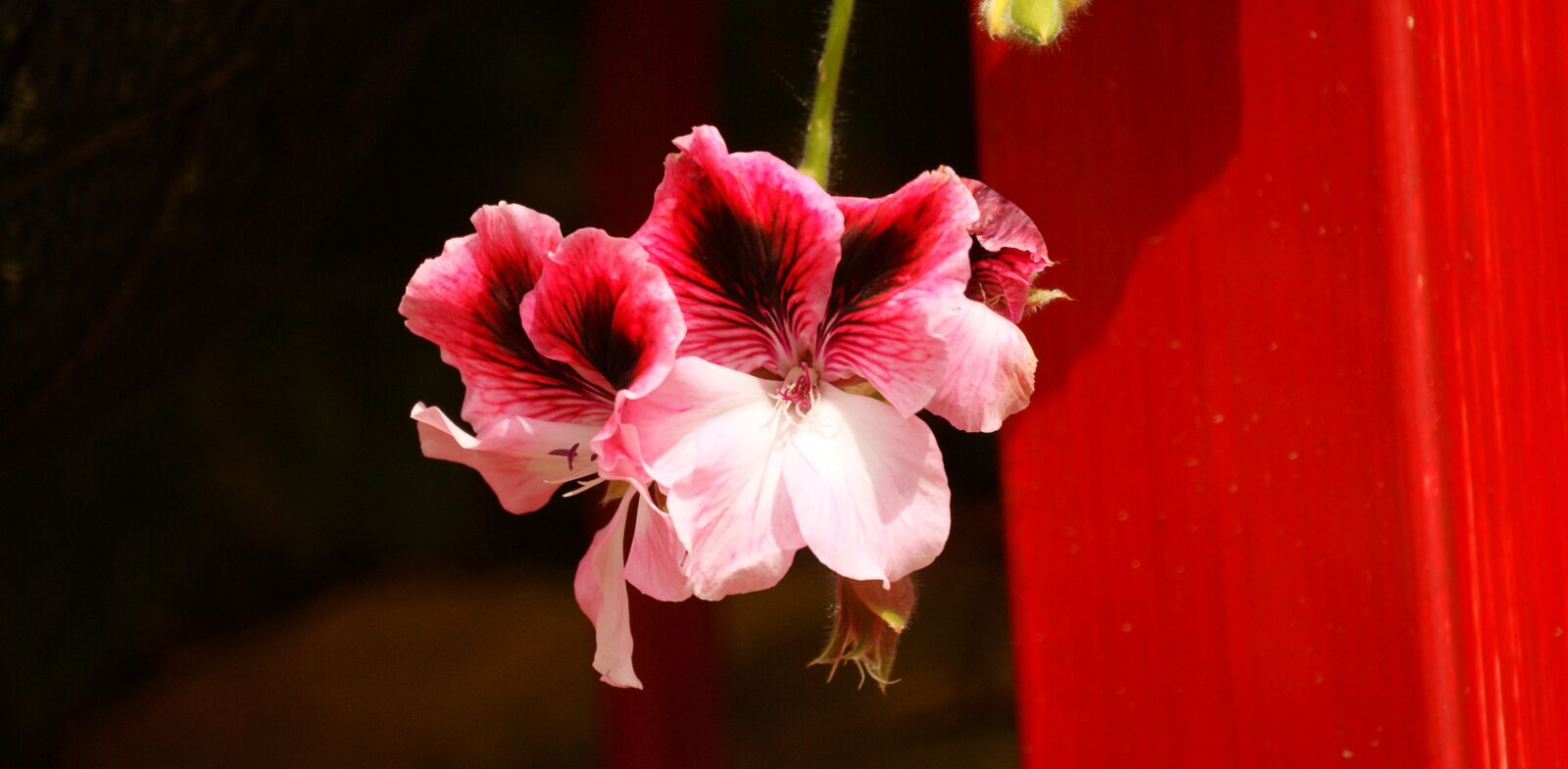 Sony Alpha DSLR-A390 sample photo. Flower, flora, delicate flower photography