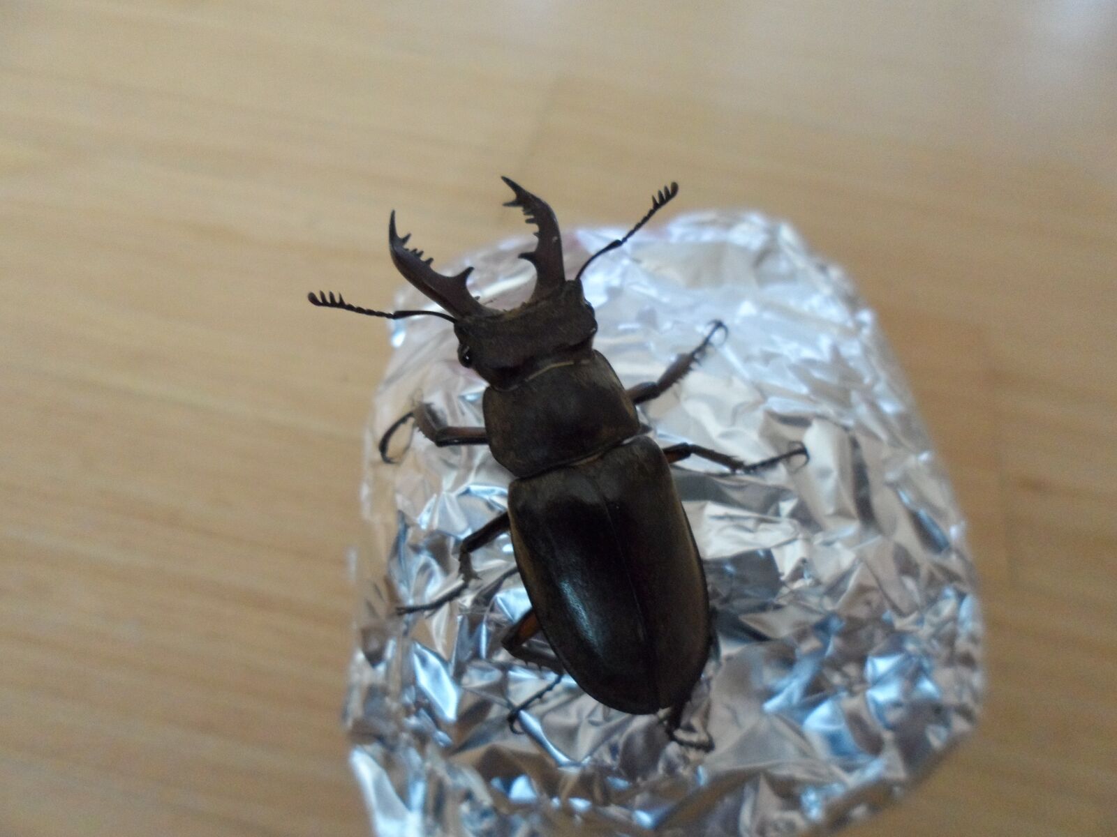 Samsung MV800 sample photo. The deer bug, insects photography