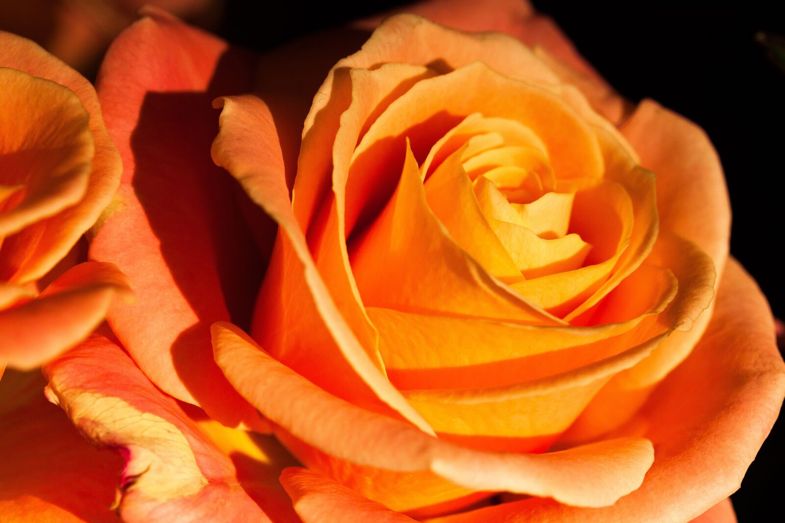 Canon EOS 50D sample photo. Rose, orange, composites photography