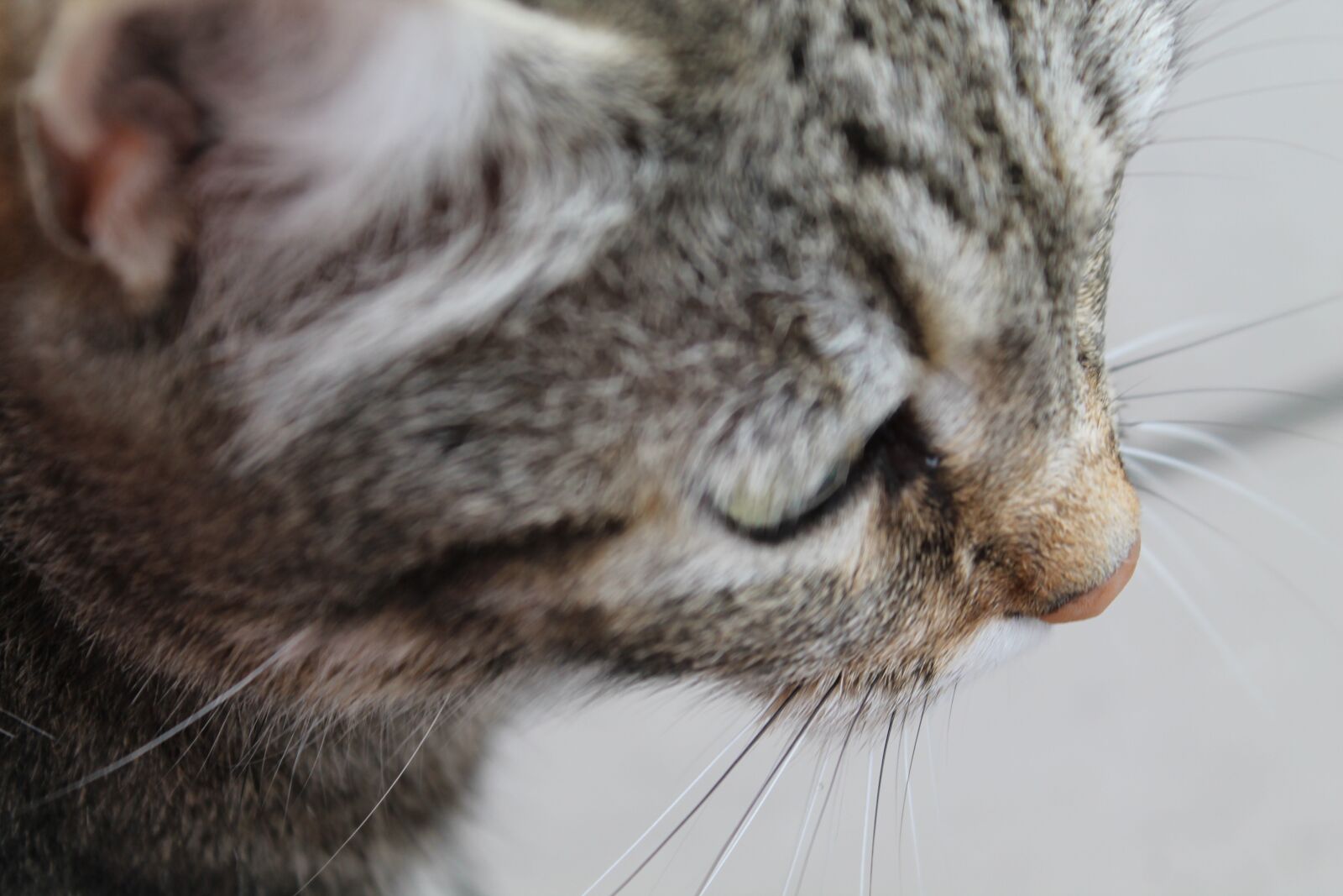 Canon EOS 1100D (EOS Rebel T3 / EOS Kiss X50) sample photo. Cat, cats, cute photography
