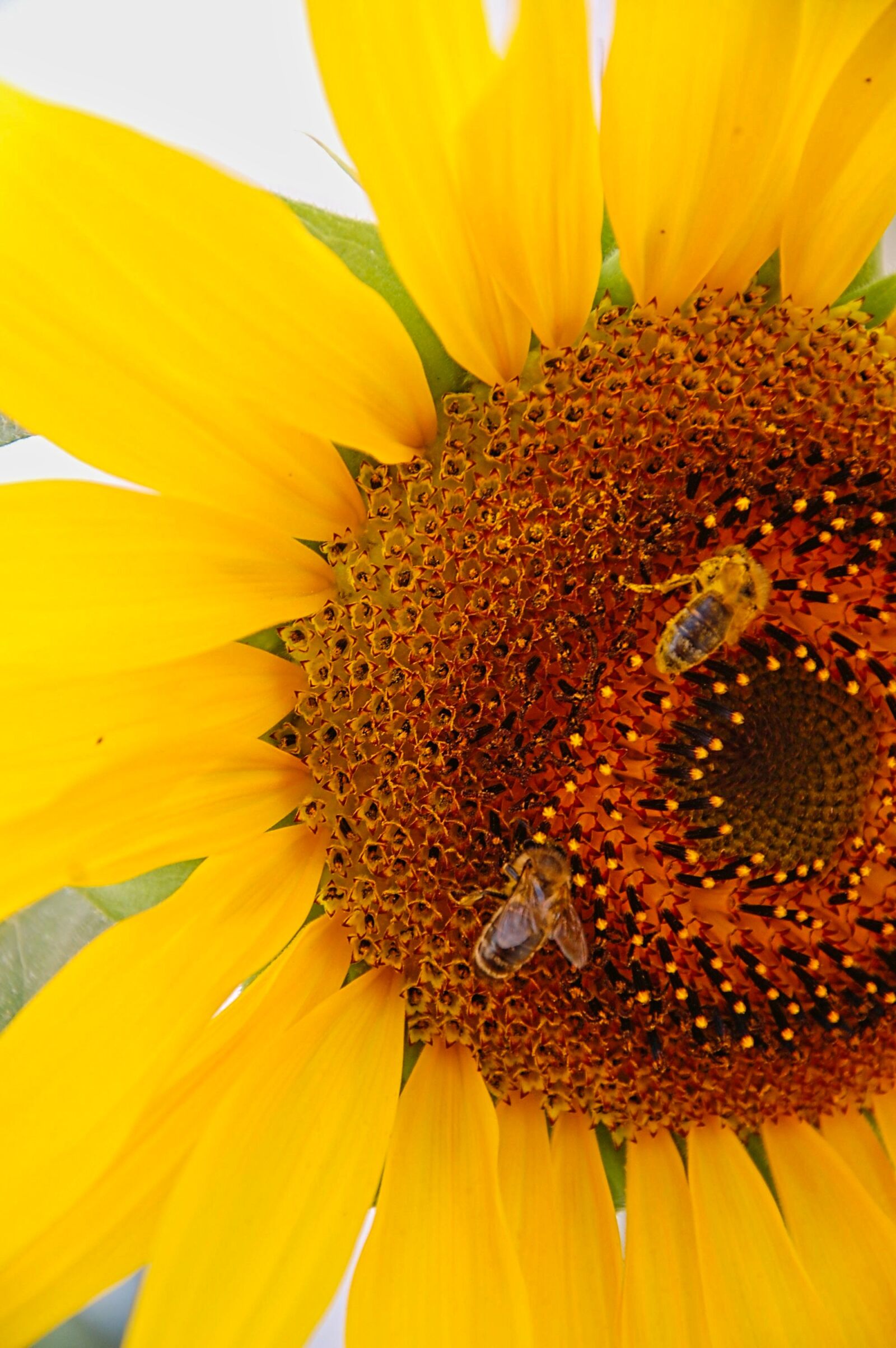 Nikon D40 sample photo. Sunflower, bees, yellow photography