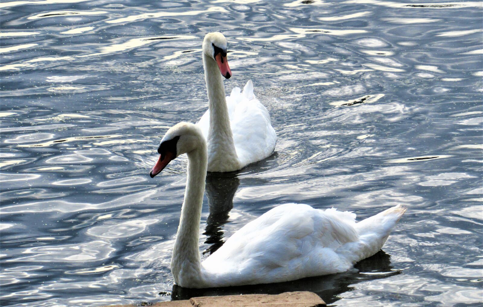 Canon PowerShot SX620 HS sample photo. Cardiff, swans, wales photography