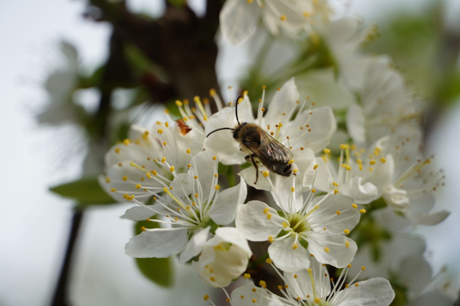 Sony a6400 sample photo. Bee, nectar, blossom photography