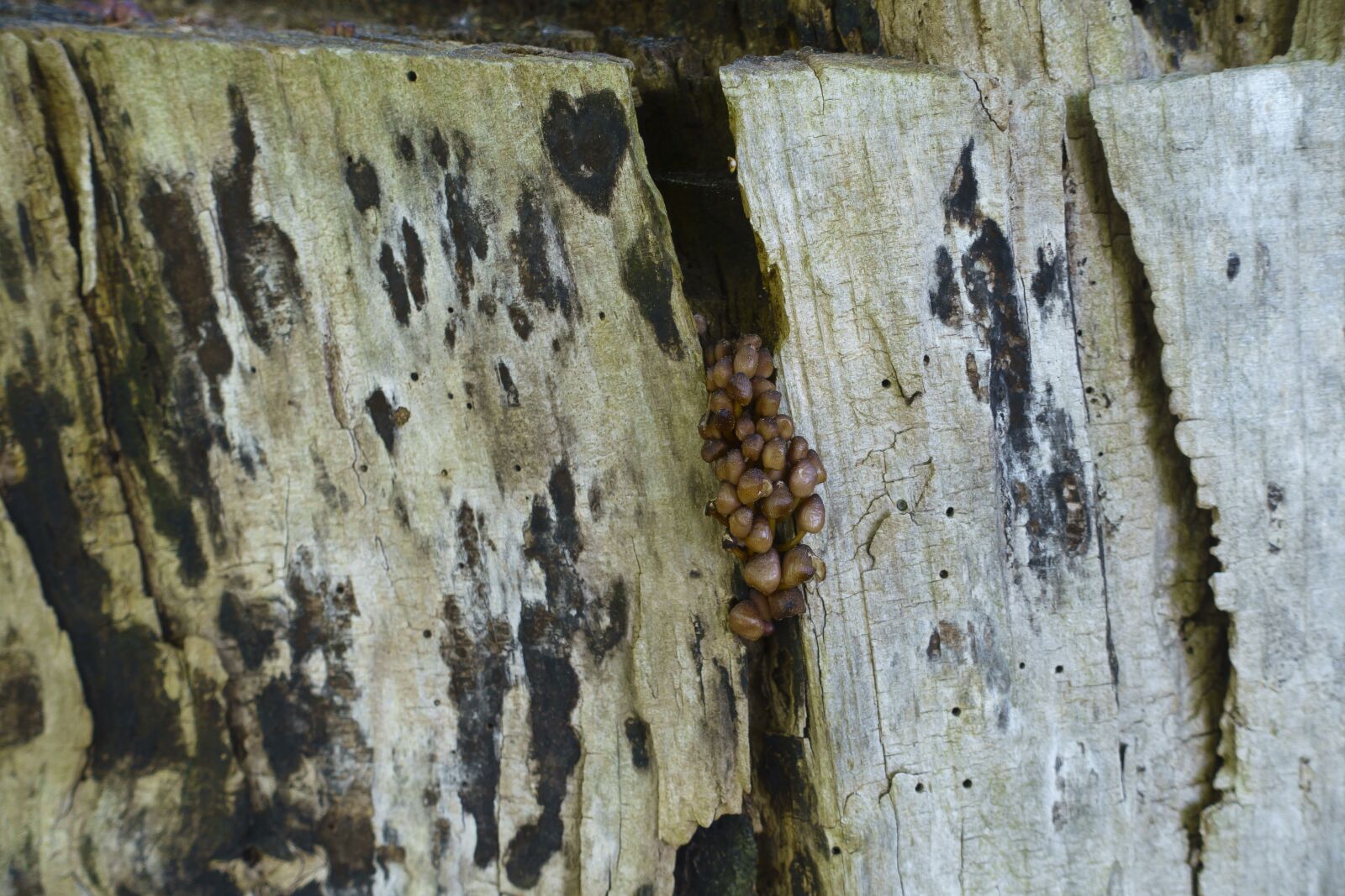 Sony Cyber-shot DSC-RX100 III sample photo. Tree, mushroom, texture photography