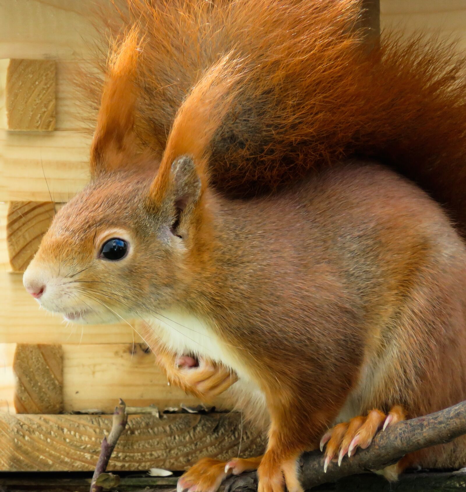 Canon PowerShot SX710 HS sample photo. Animal, squirrel, verifiable kitten photography