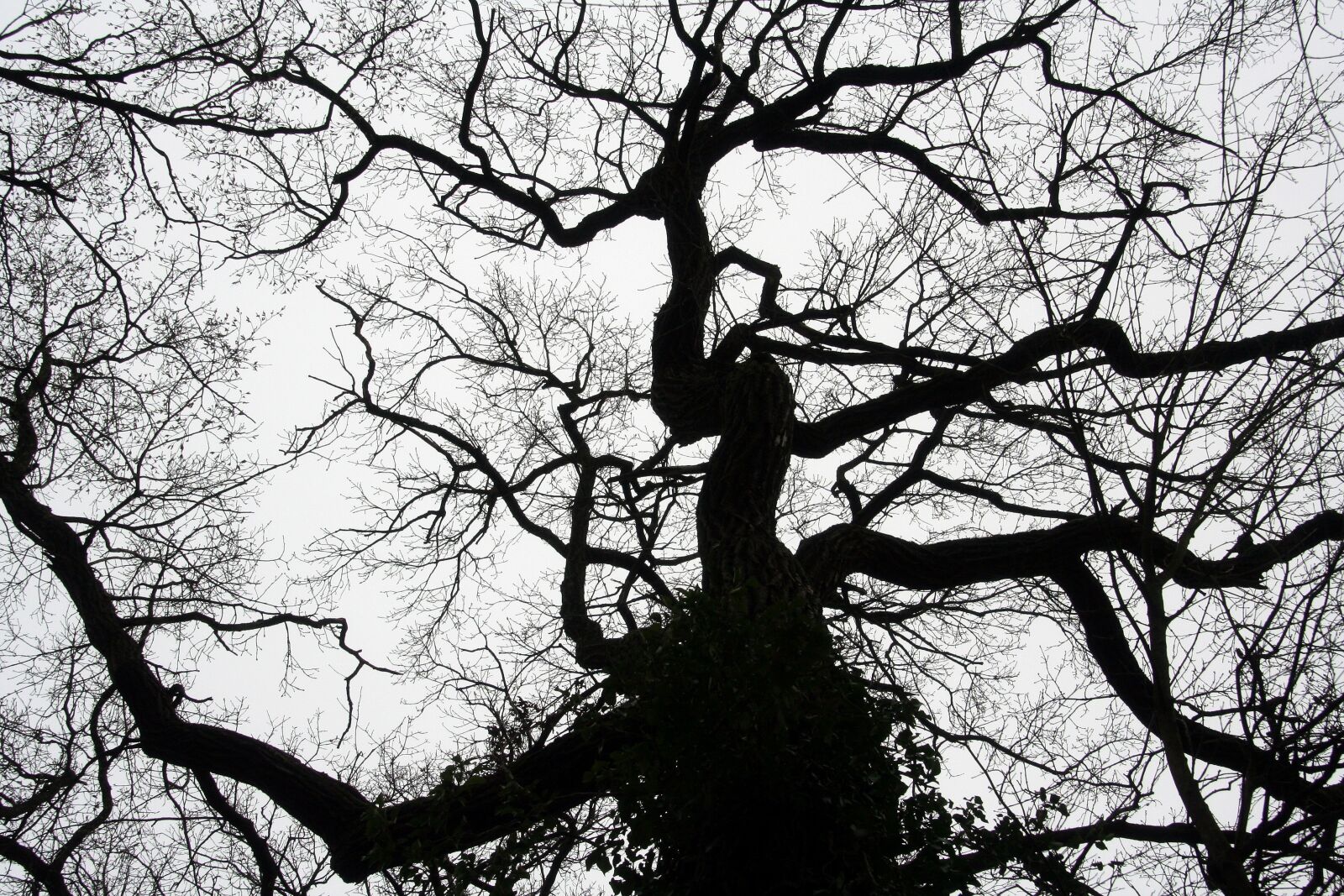Canon EOS 350D (EOS Digital Rebel XT / EOS Kiss Digital N) sample photo. Tree, light, sky photography