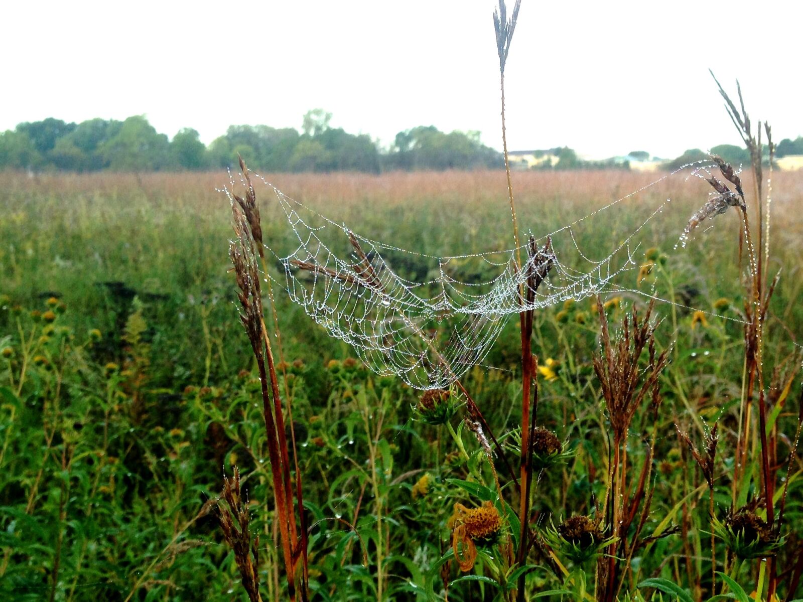 iPhone 5 back camera 4.12mm f/2.4 sample photo. Spiderweb, dew, prairie photography