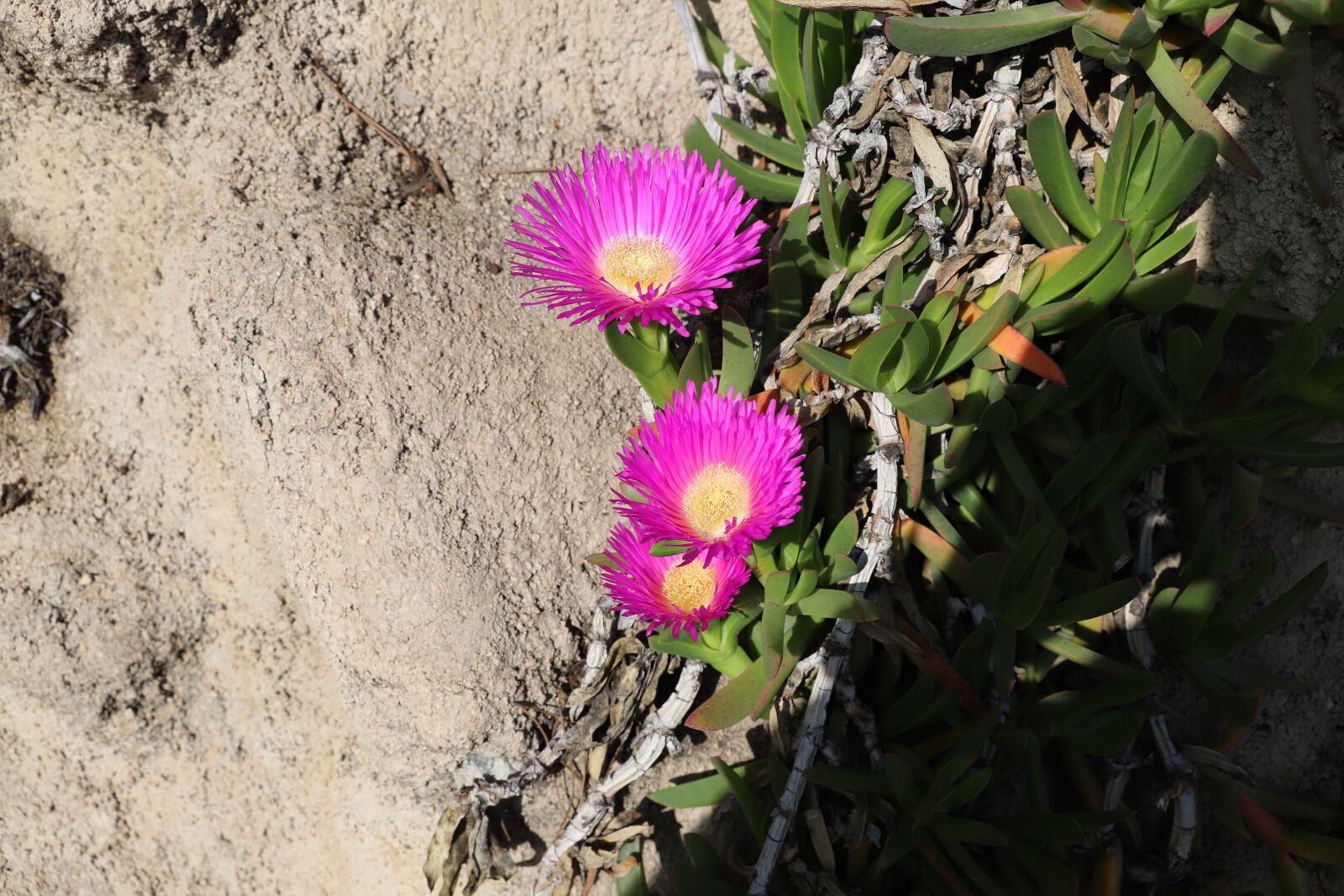 Canon EOS 6D Mark II sample photo. Nature, plant, flower photography