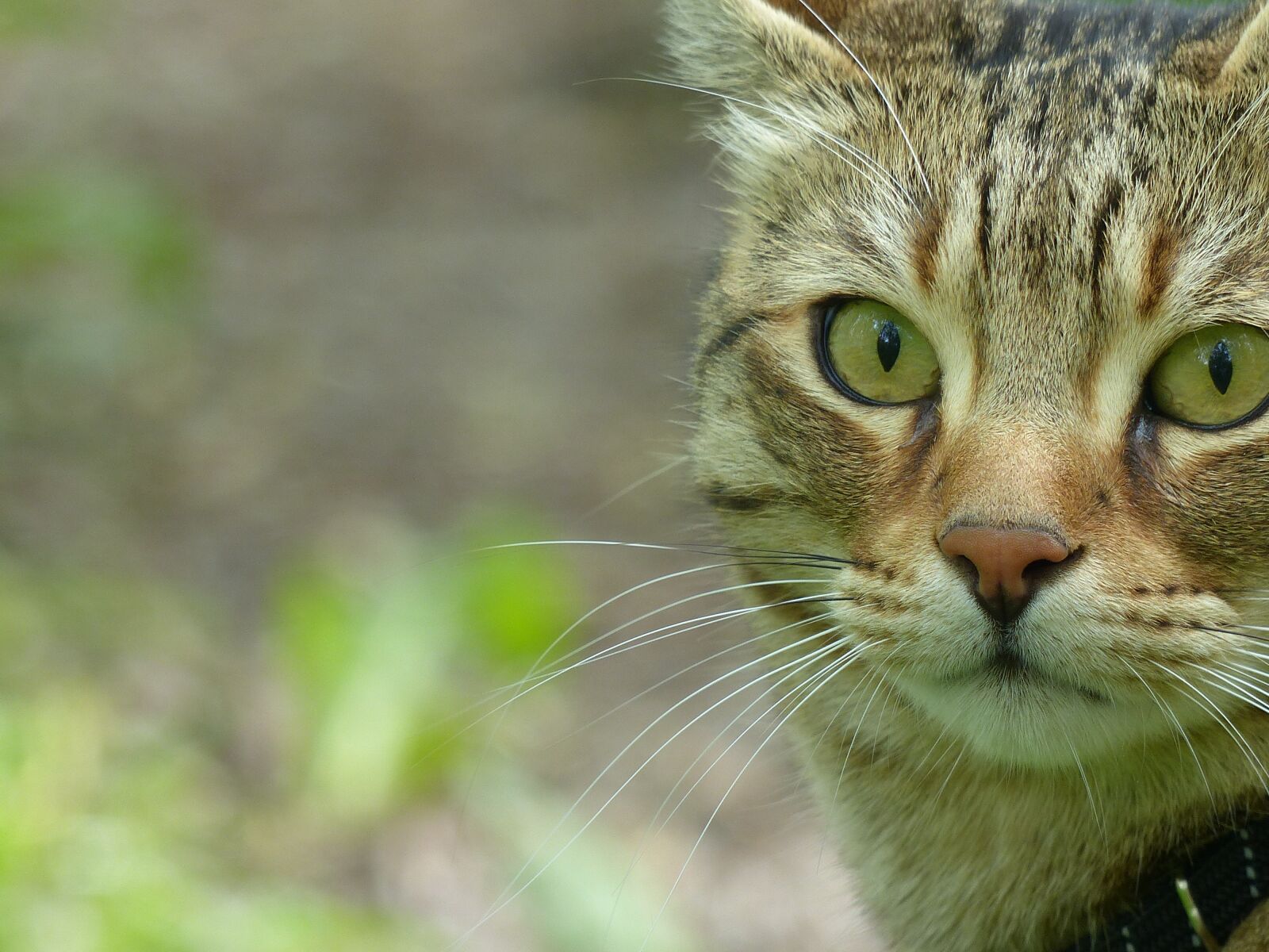 Panasonic Lumix DMC-FZ200 sample photo. Cat, animal, tiger cat photography