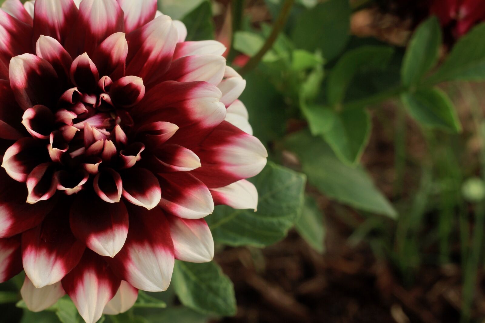 Canon EOS 550D (EOS Rebel T2i / EOS Kiss X4) sample photo. Dahlia, flower, summer photography