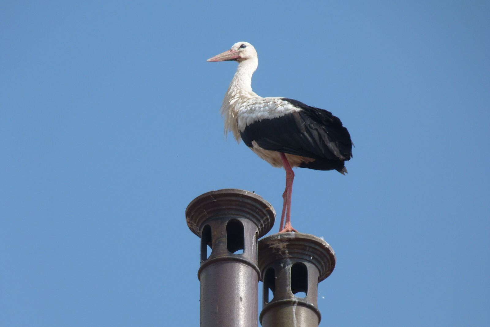 Panasonic Lumix DMC-FZ40 (Lumix DMC-FZ45) sample photo. Bird, stork, chimney photography