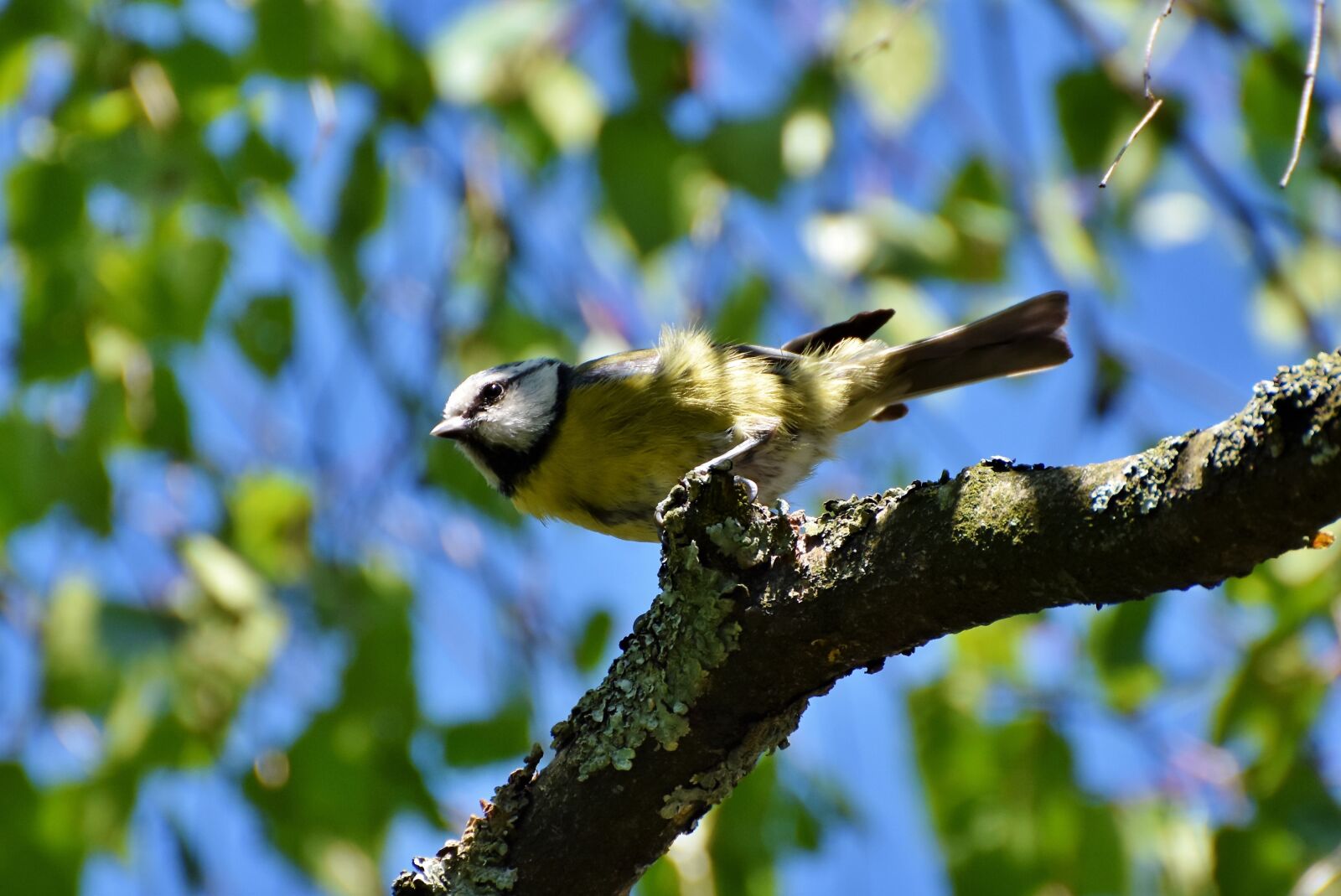 Nikon D7200 sample photo. Blue tit, tit, songbird photography
