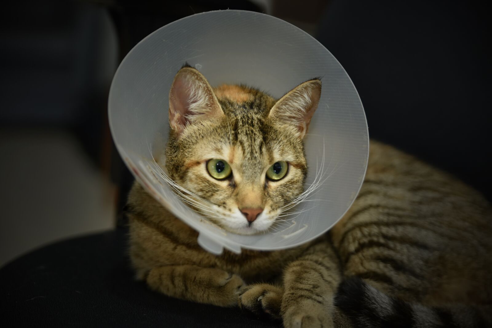 Nikon D750 sample photo. Cat, cute, portrait photography