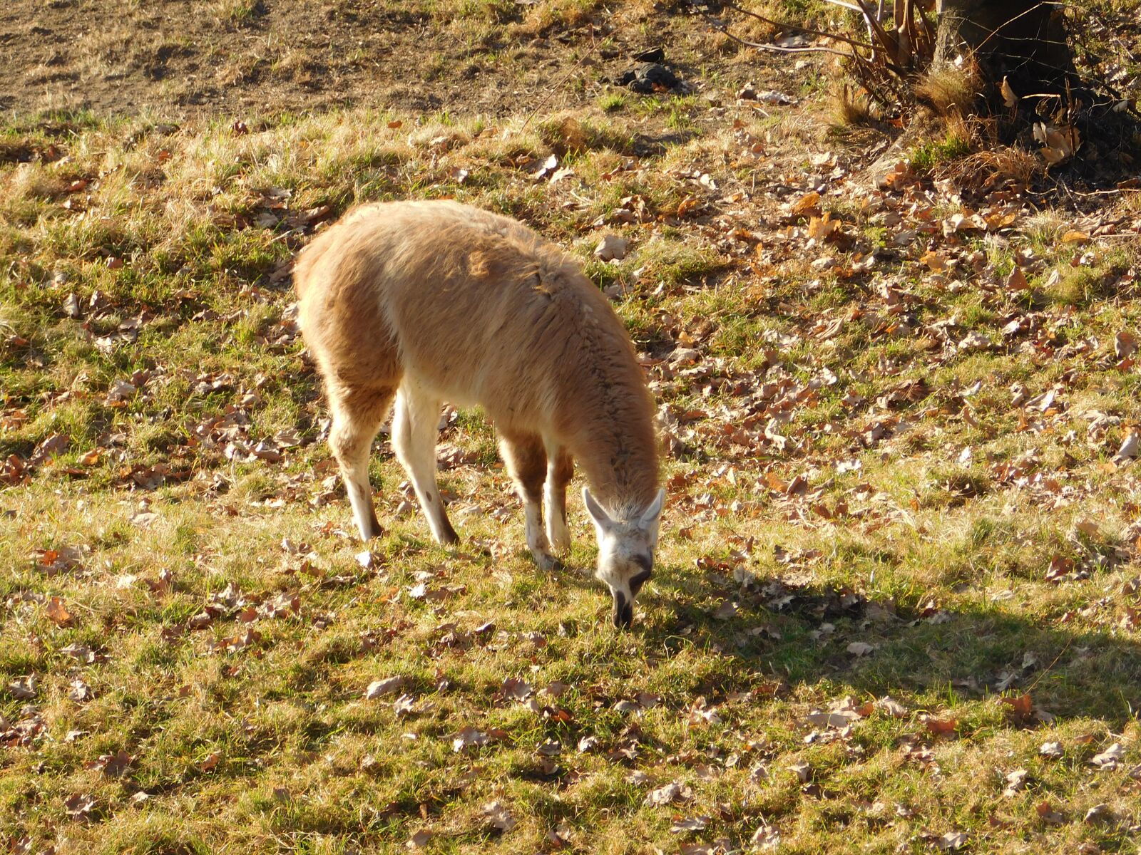 Nikon Coolpix L840 sample photo. Blade, animal, fauna photography