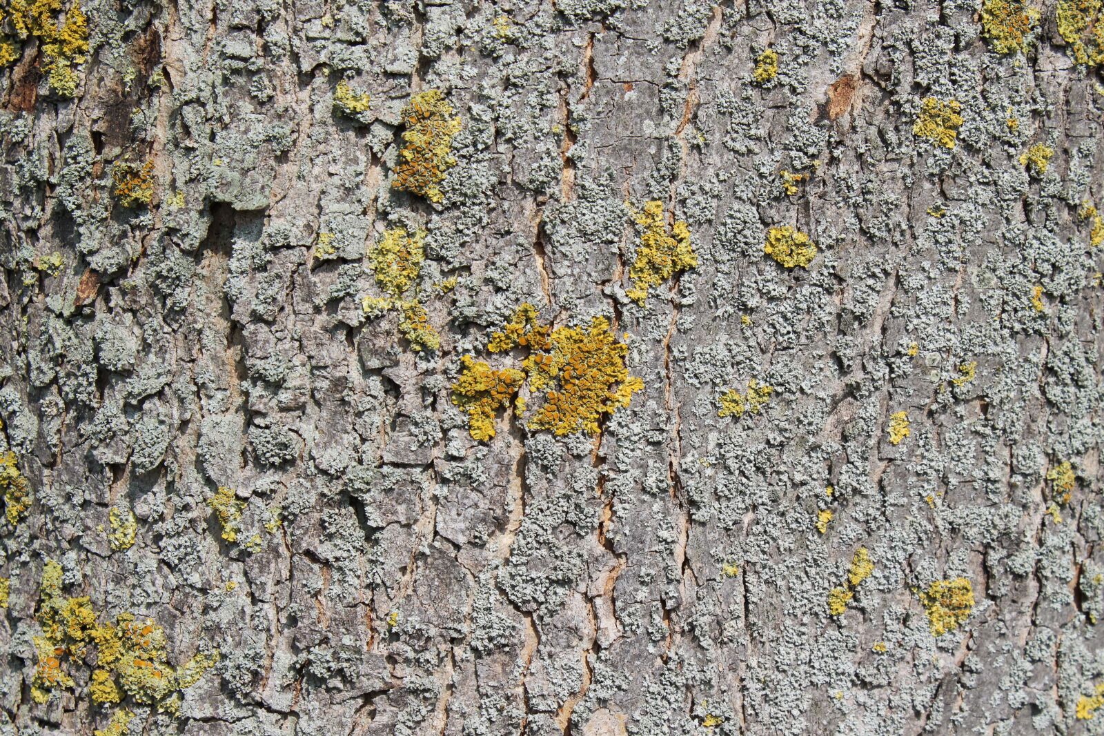 Canon EOS 1300D (EOS Rebel T6 / EOS Kiss X80) sample photo. Tree bark, bark, log photography