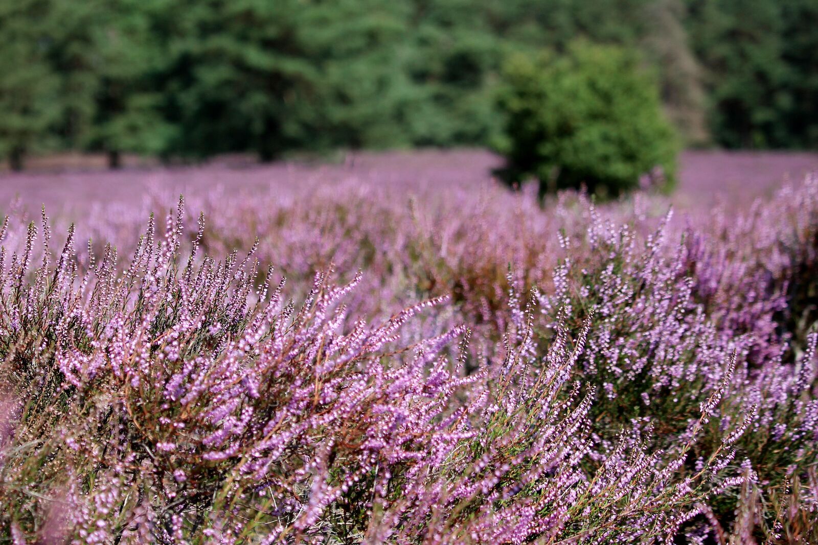 Canon EF-S 55-250mm F4-5.6 IS STM sample photo. Heather, purple, field photography