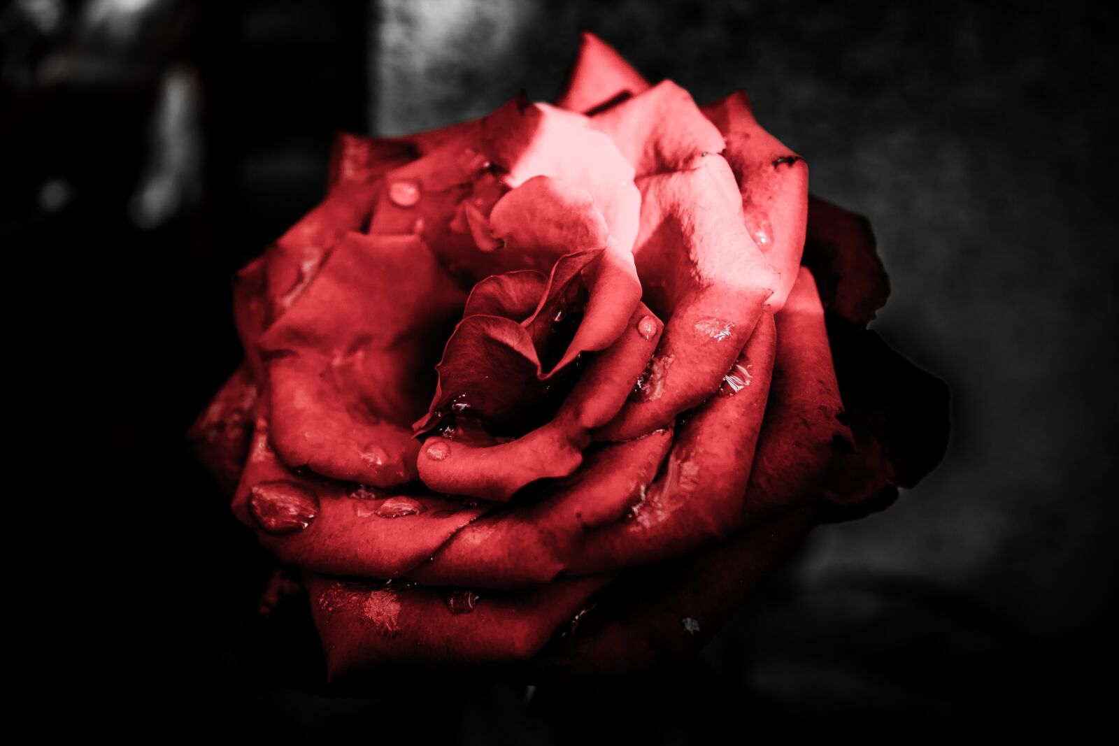 Canon EOS 600D (Rebel EOS T3i / EOS Kiss X5) sample photo. Rose, dark, flower photography
