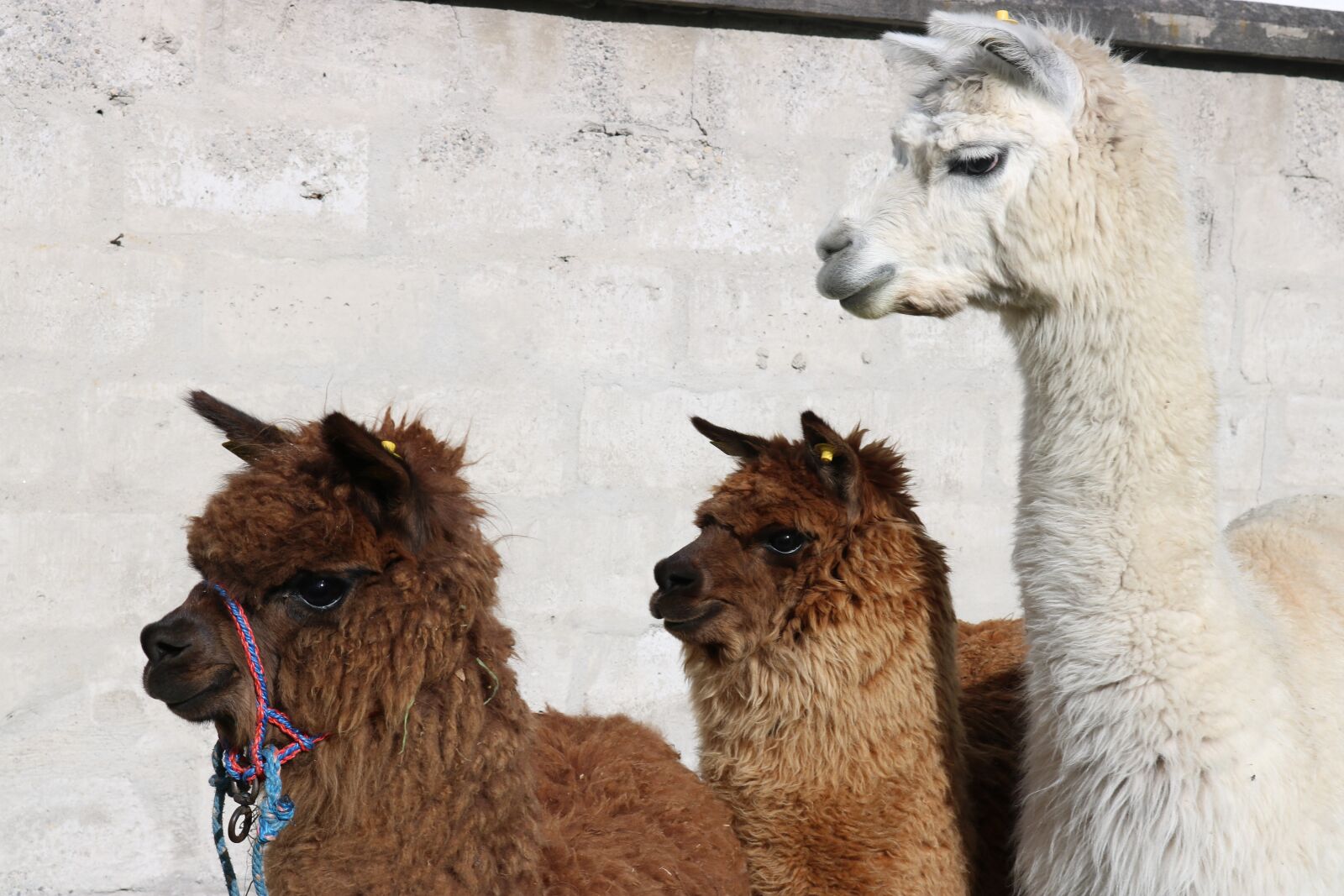 Canon EOS 750D (EOS Rebel T6i / EOS Kiss X8i) sample photo. Animal, mamifero, otavalo photography