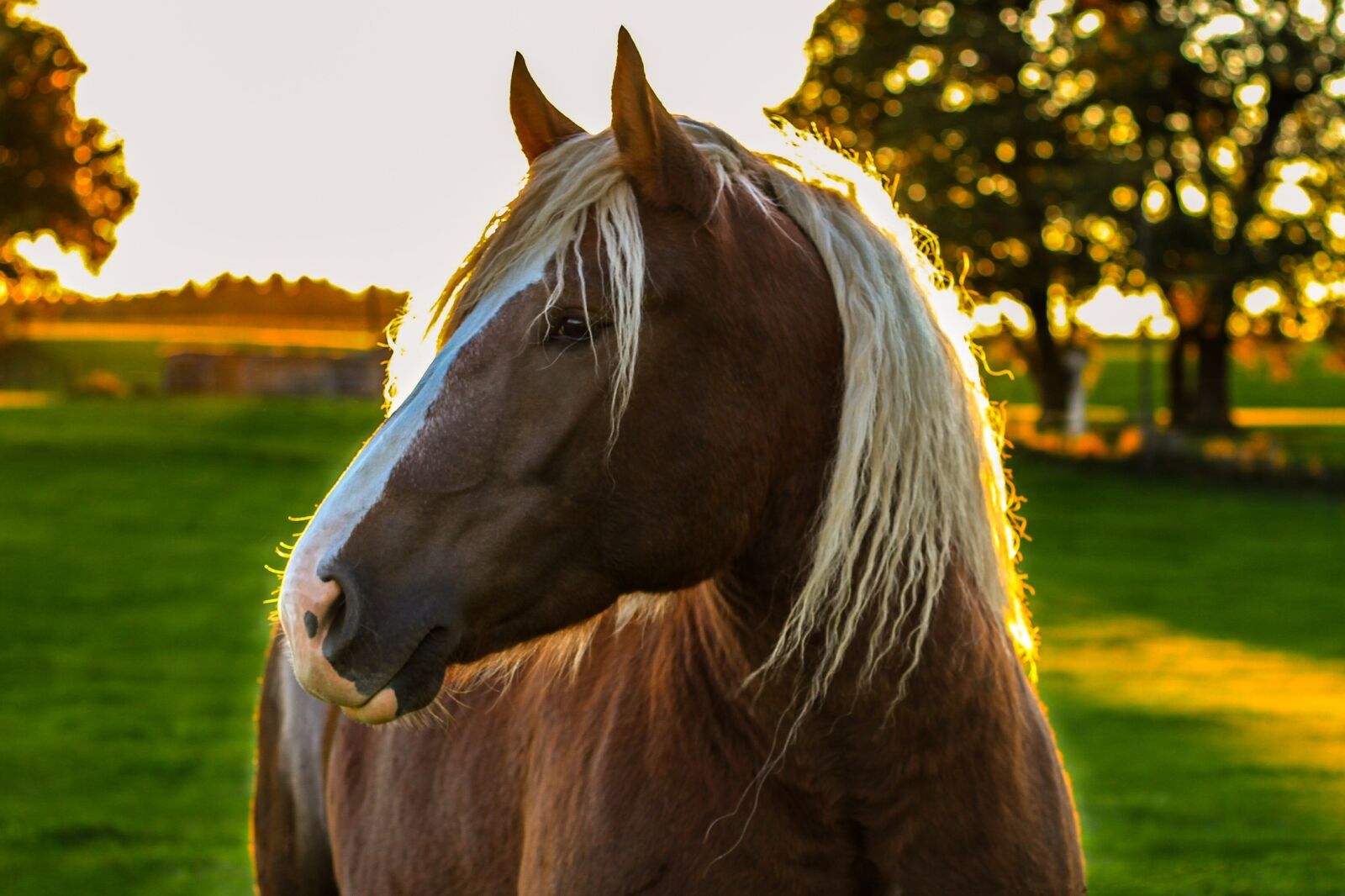 Canon EOS 7D + Canon EF 50mm F1.8 STM sample photo. Path, sunset, nature photography