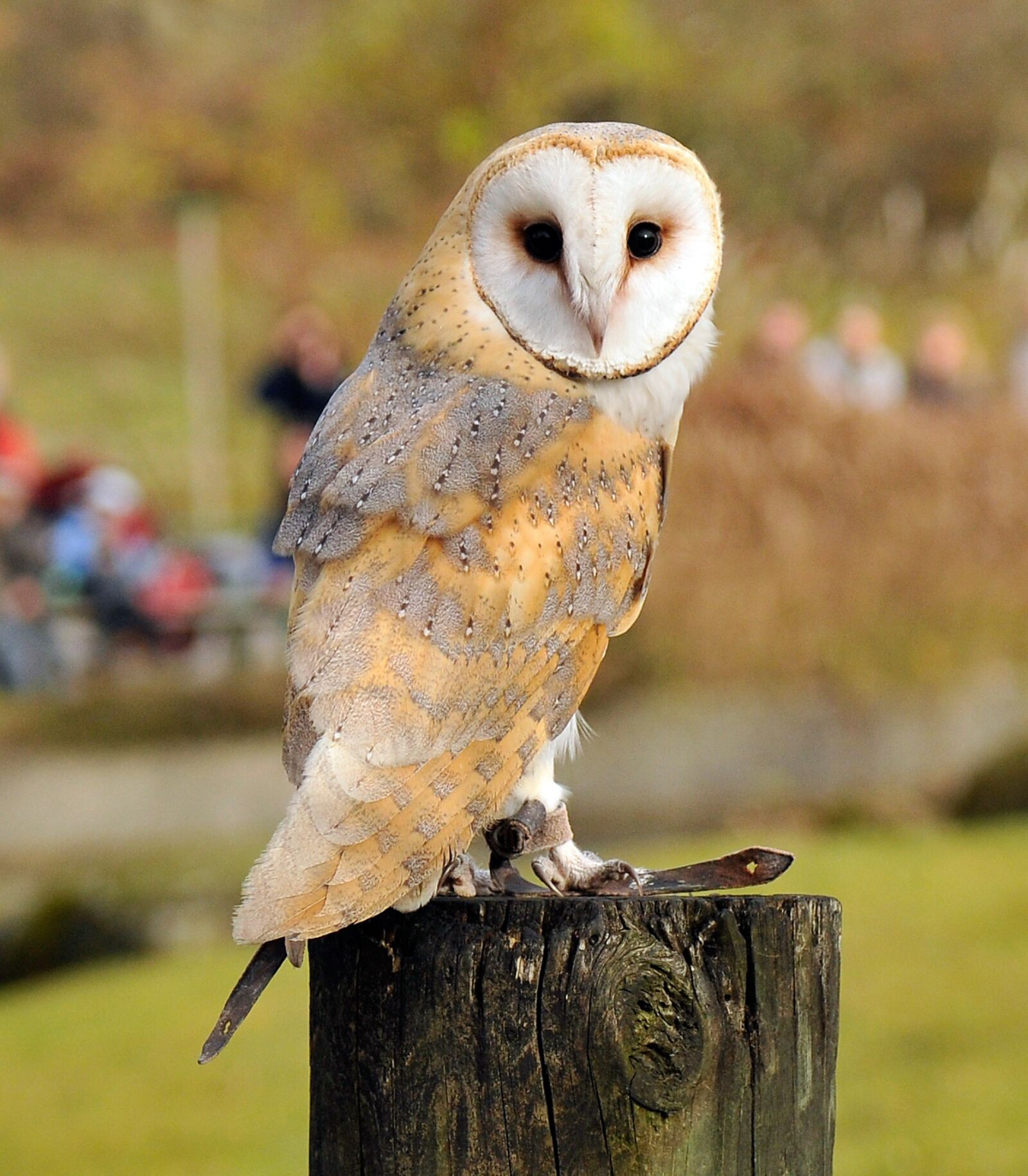 Nikon D300 sample photo. Zoo, hellabrunn, munich photography