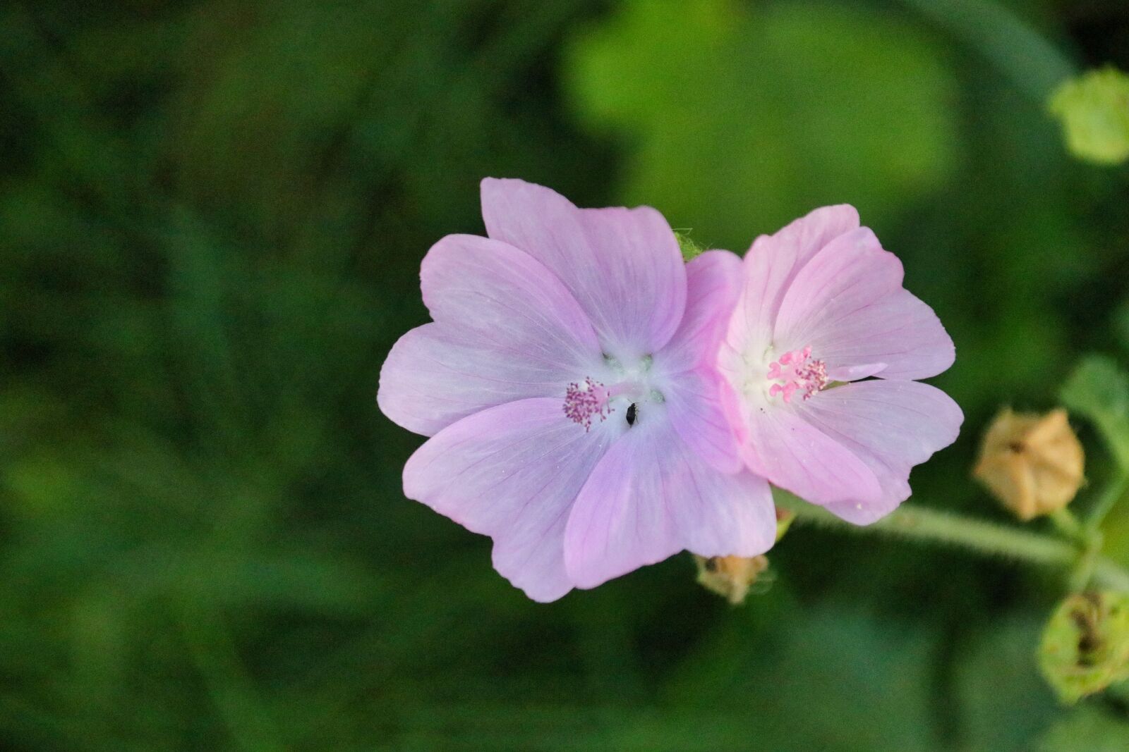 18-300mm F3.5-6.3 DC MACRO OS HSM | Contemporary 014 sample photo. Flowers, petals, plant photography