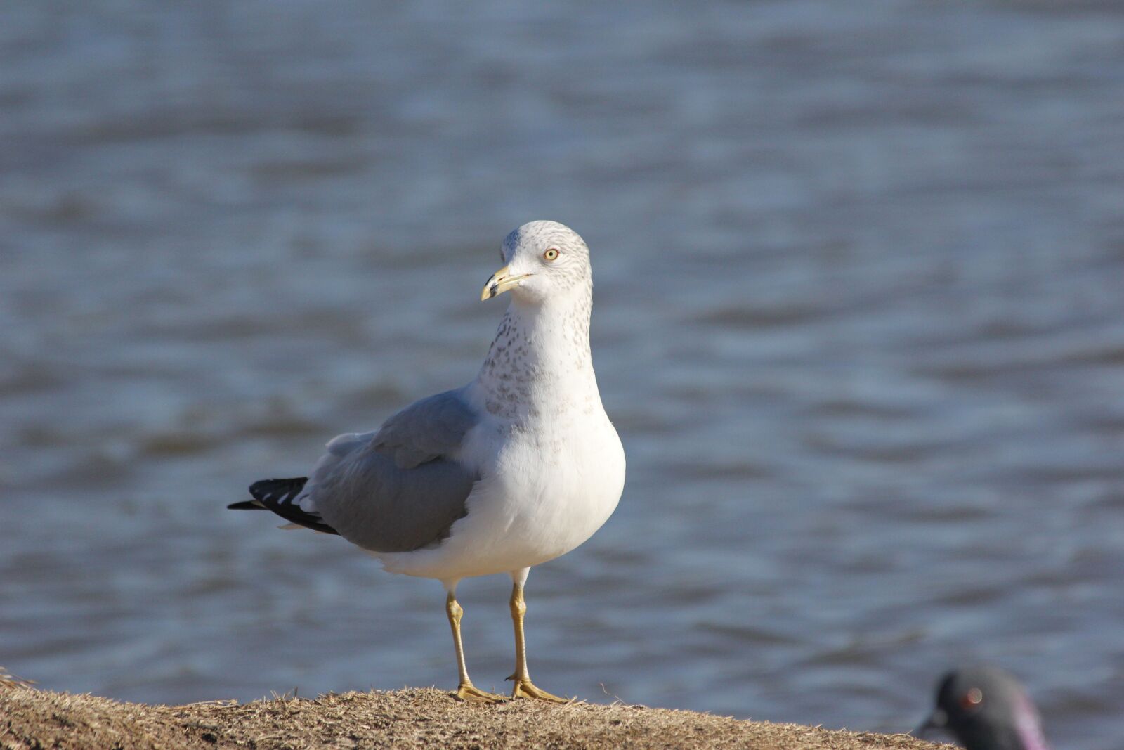 Canon EF 70-300mm F4-5.6 IS USM sample photo. Seagull, bird, gull photography
