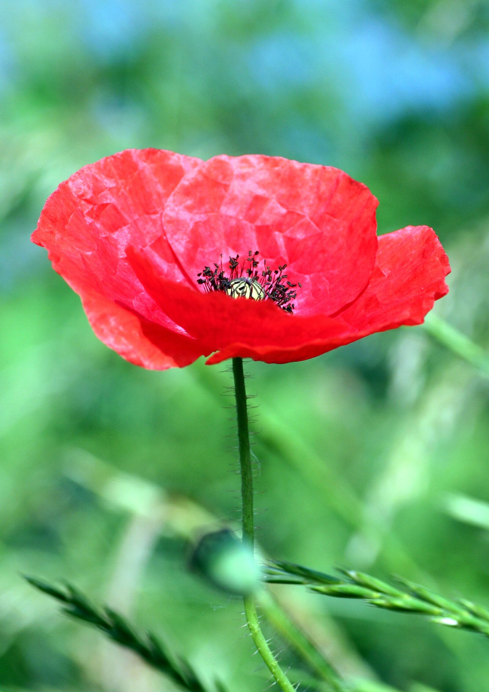 Canon EOS 350D (EOS Digital Rebel XT / EOS Kiss Digital N) sample photo. Poppy, flower, red photography