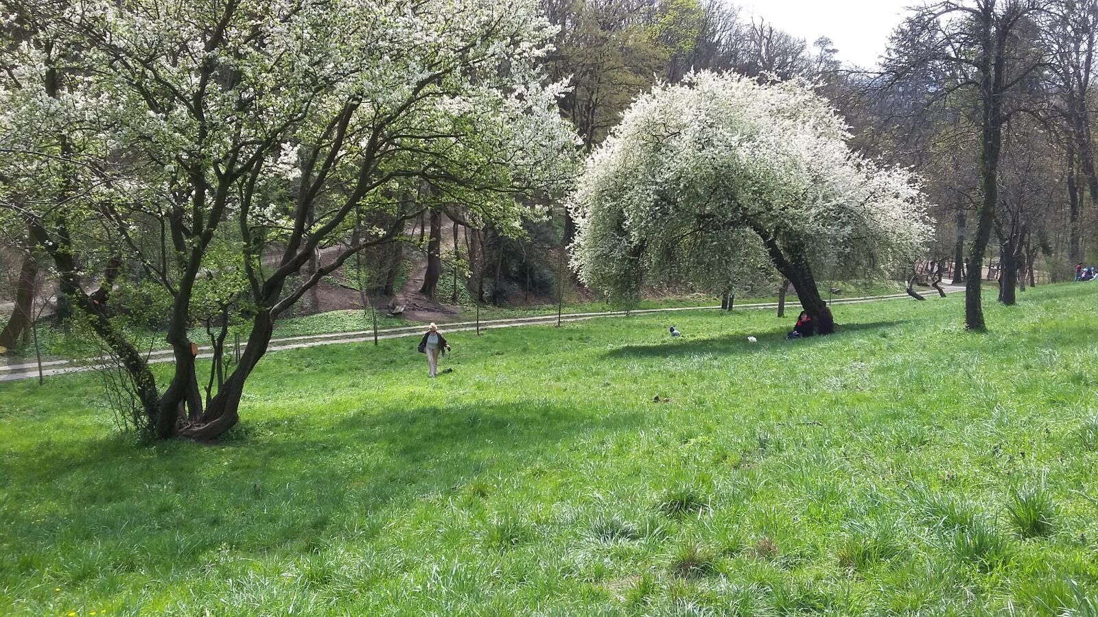 Samsung Galaxy S4 Mini sample photo. Trees, field, park photography