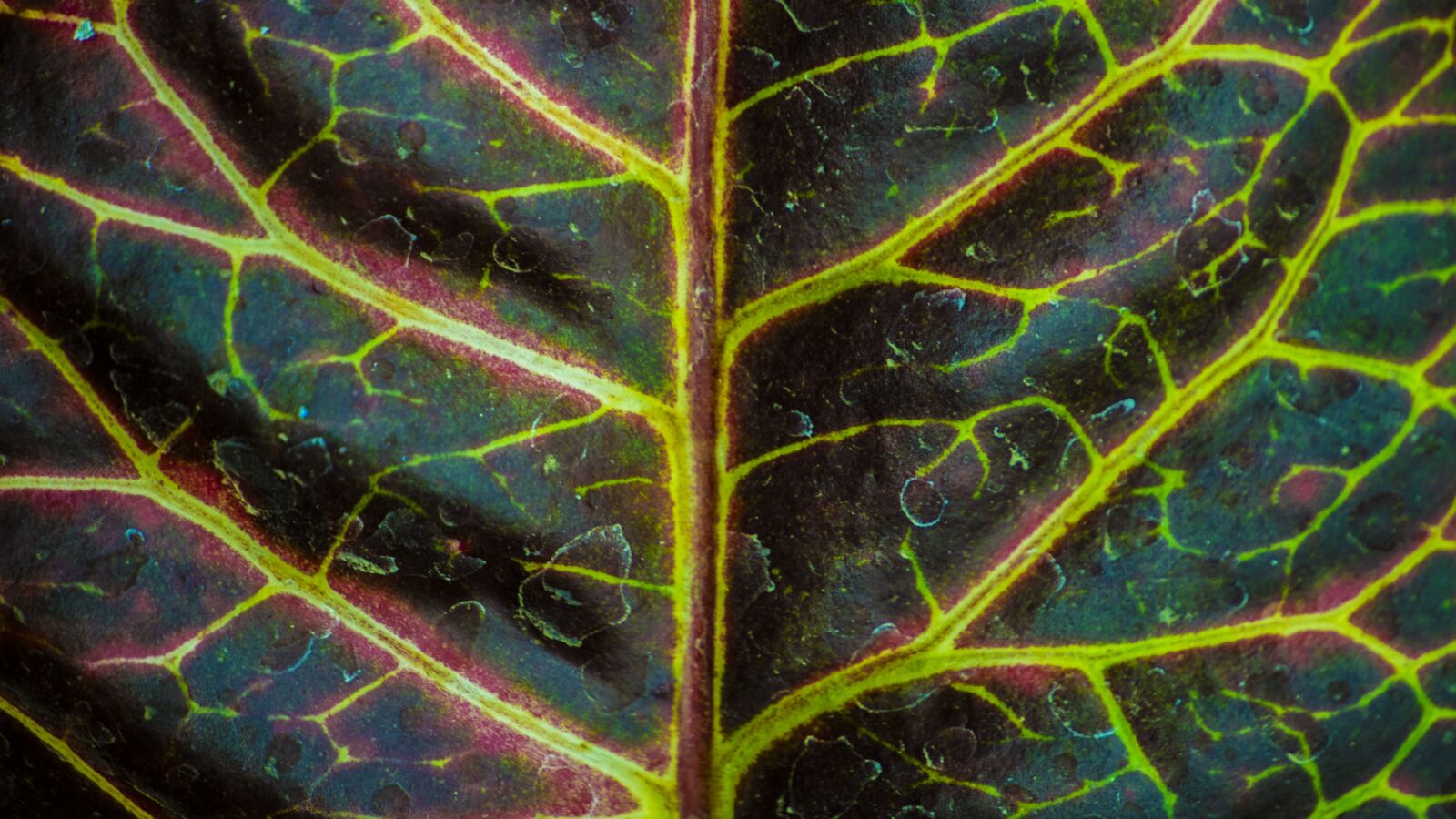 Canon EOS 700D (EOS Rebel T5i / EOS Kiss X7i) sample photo. Leaf, abstract, nature photography