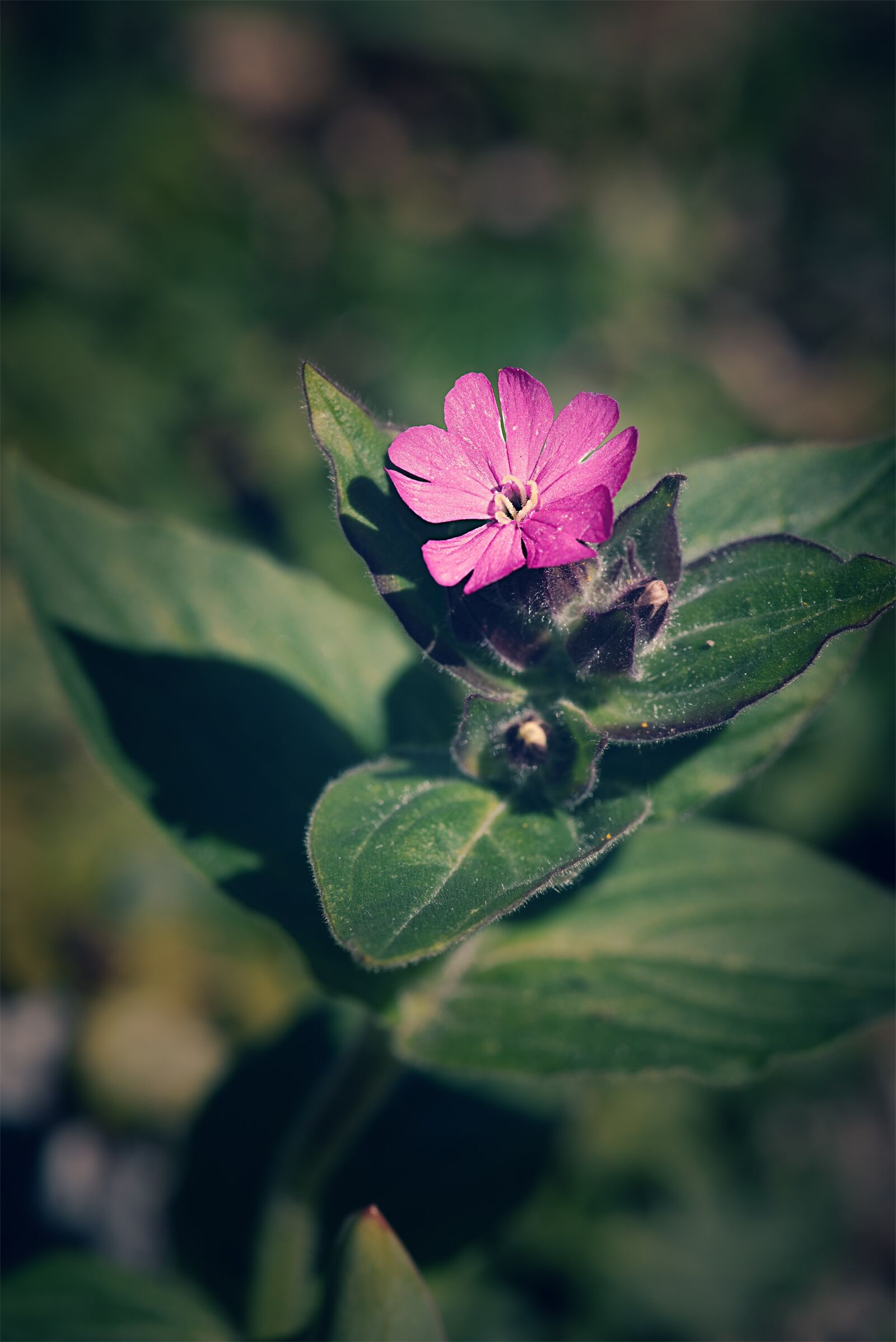 Nikon D750 sample photo. Nature, flower, plant photography