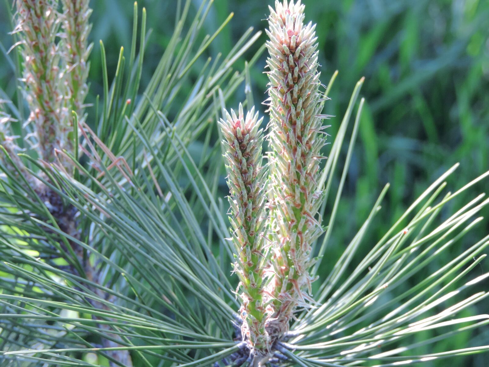 Nikon Coolpix P520 sample photo. Conifers, white spruce, plant photography