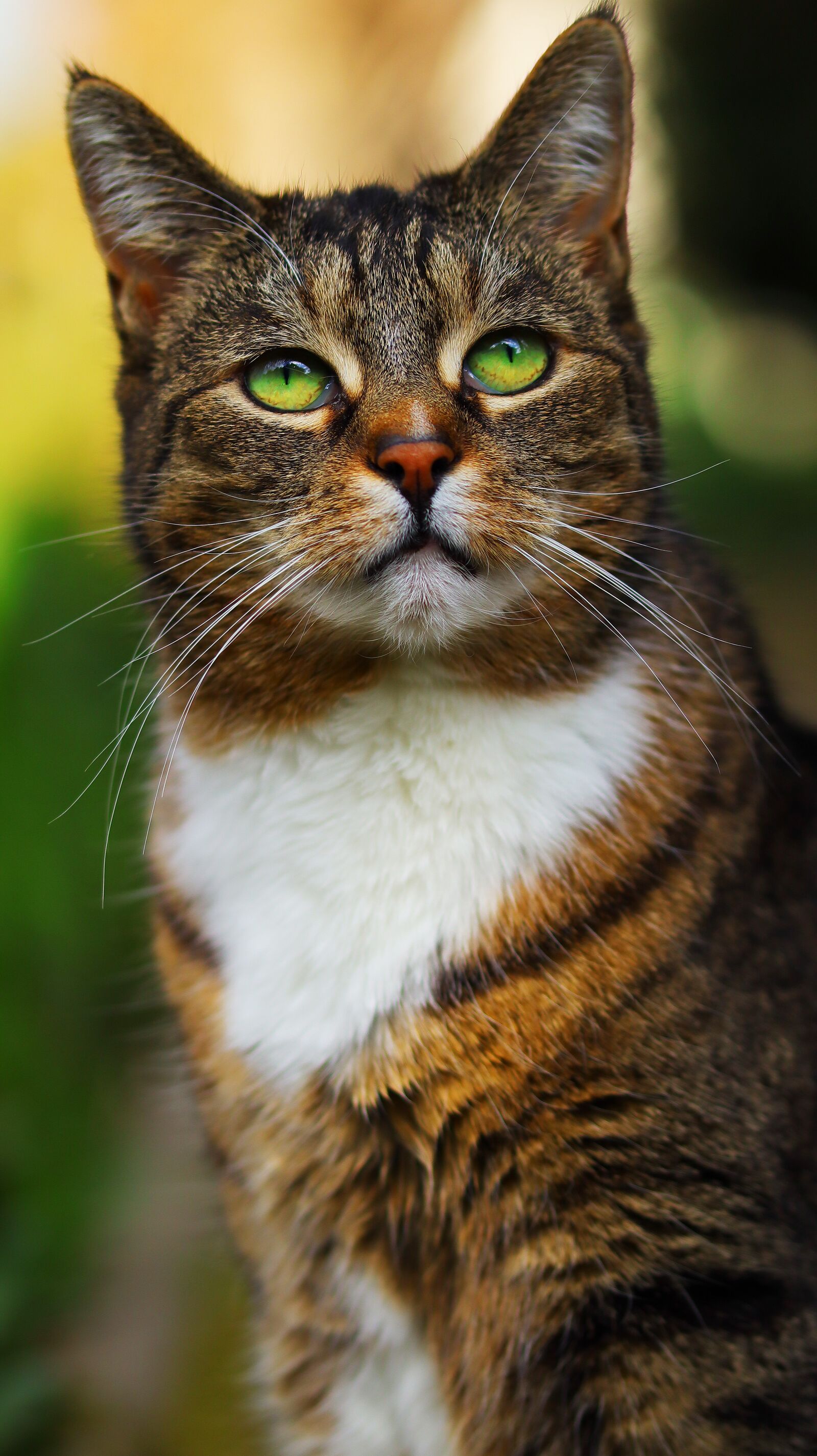 Canon EOS M50 (EOS Kiss M) sample photo. Cat, pet, fur photography