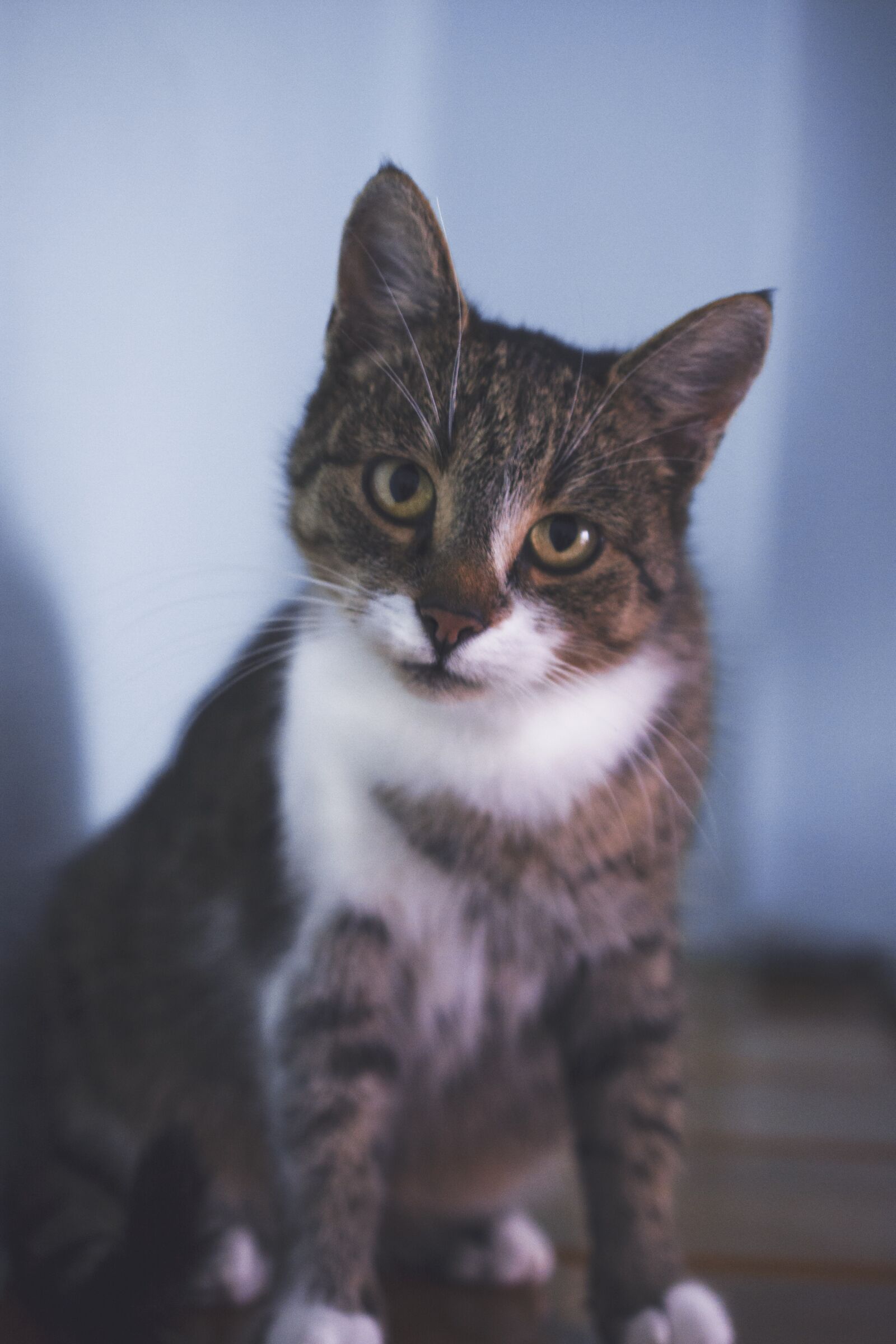 Nikon D7100 sample photo. Kitten, cat, animal photography