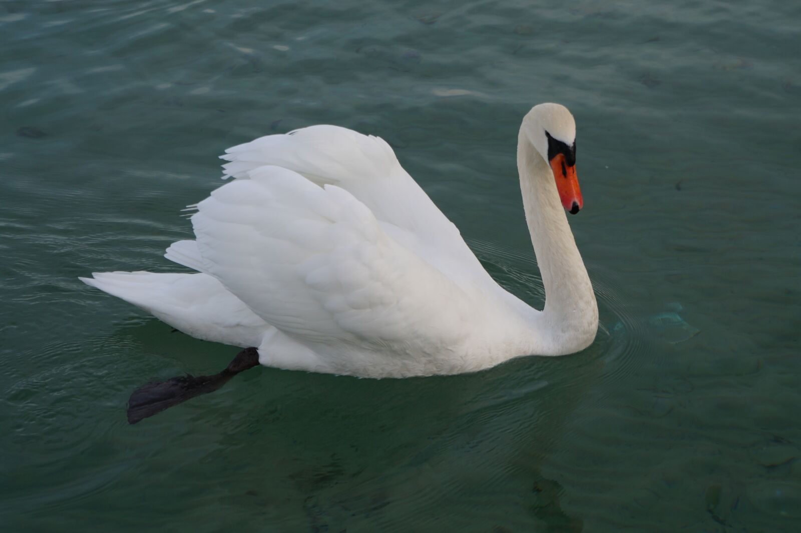 Sony Alpha a3000 sample photo. Lake, swan, annecy photography