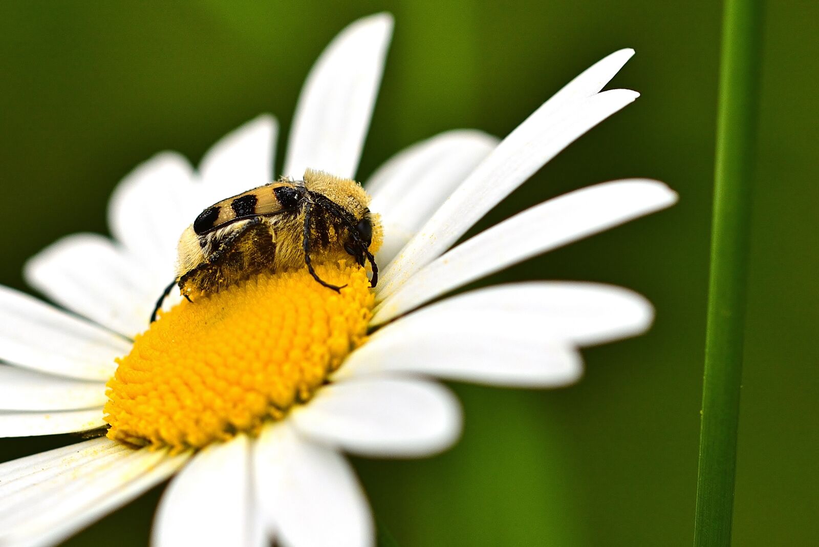 Nikon D5200 sample photo. Beetle, banded brush beetle photography