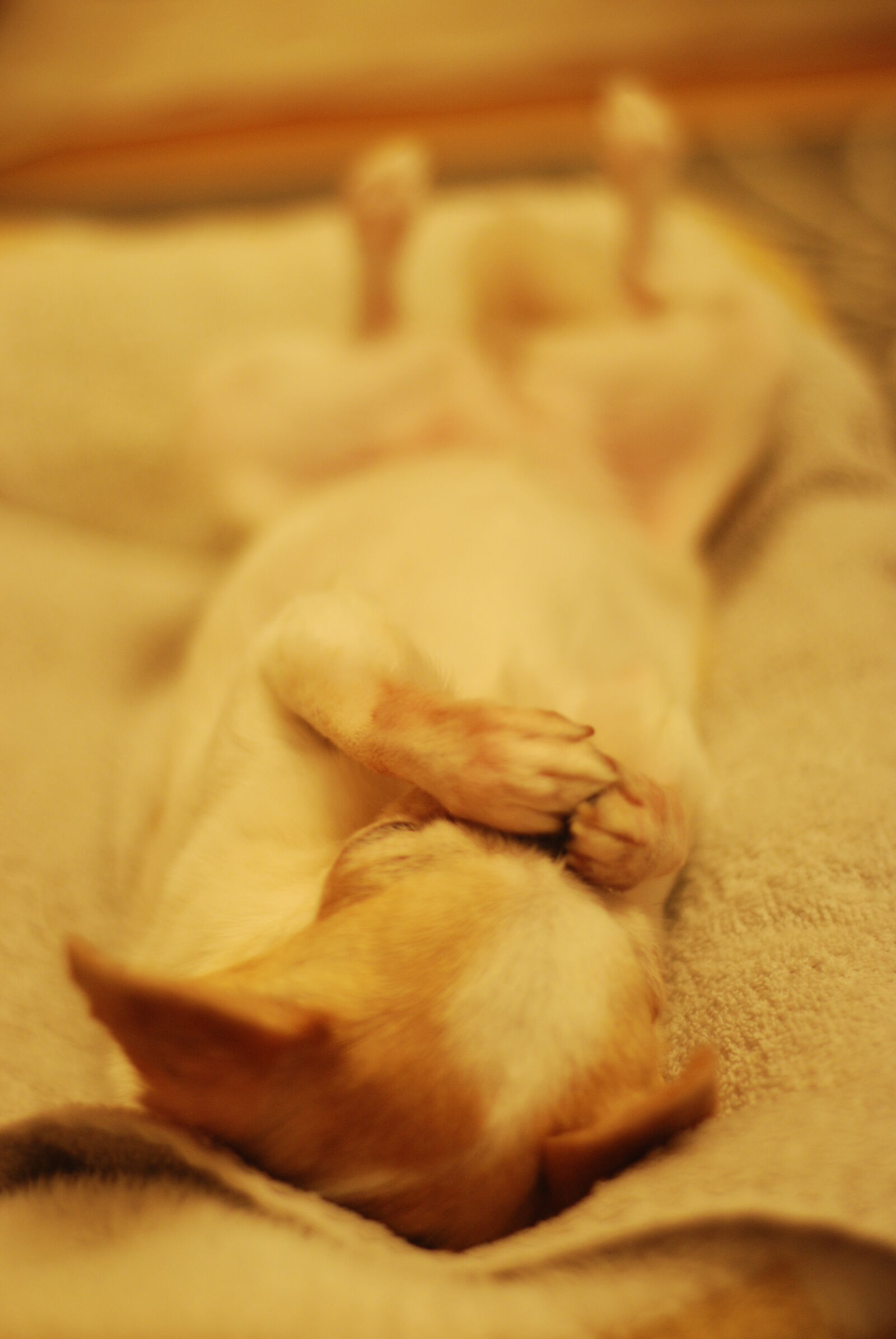 Nikon AF Nikkor 50mm F1.8D sample photo. Chihuahua, dog photography
