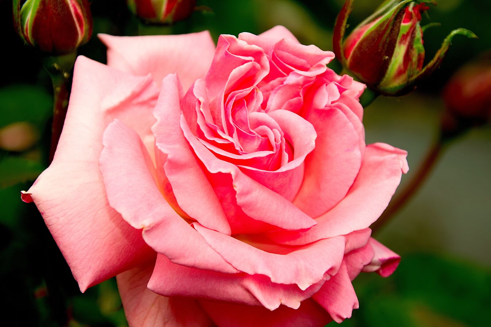 Nikon D3300 sample photo. Rose, blossom, bloom photography