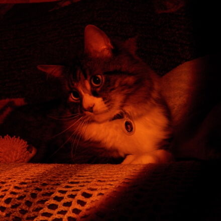 Kodak EasyShare Z990 (EasyShare Max) sample photos - ExploreCams