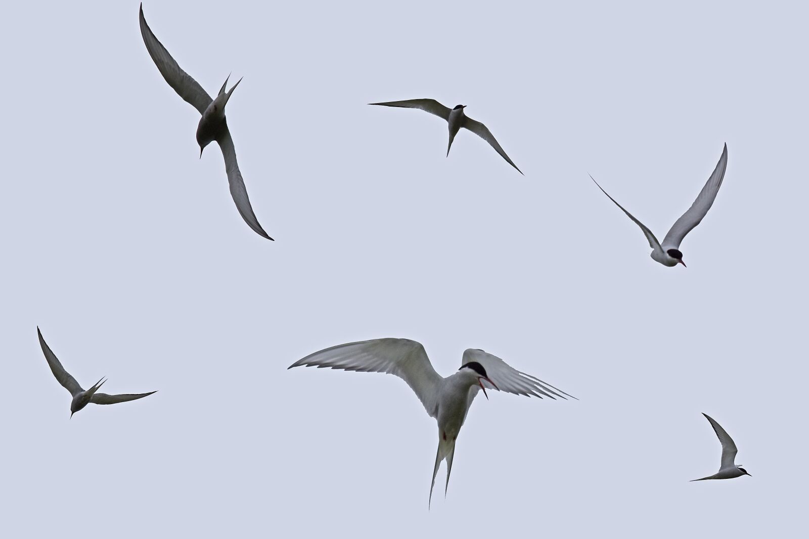 Nikon D5500 sample photo. Arctic terns, flying, tern photography