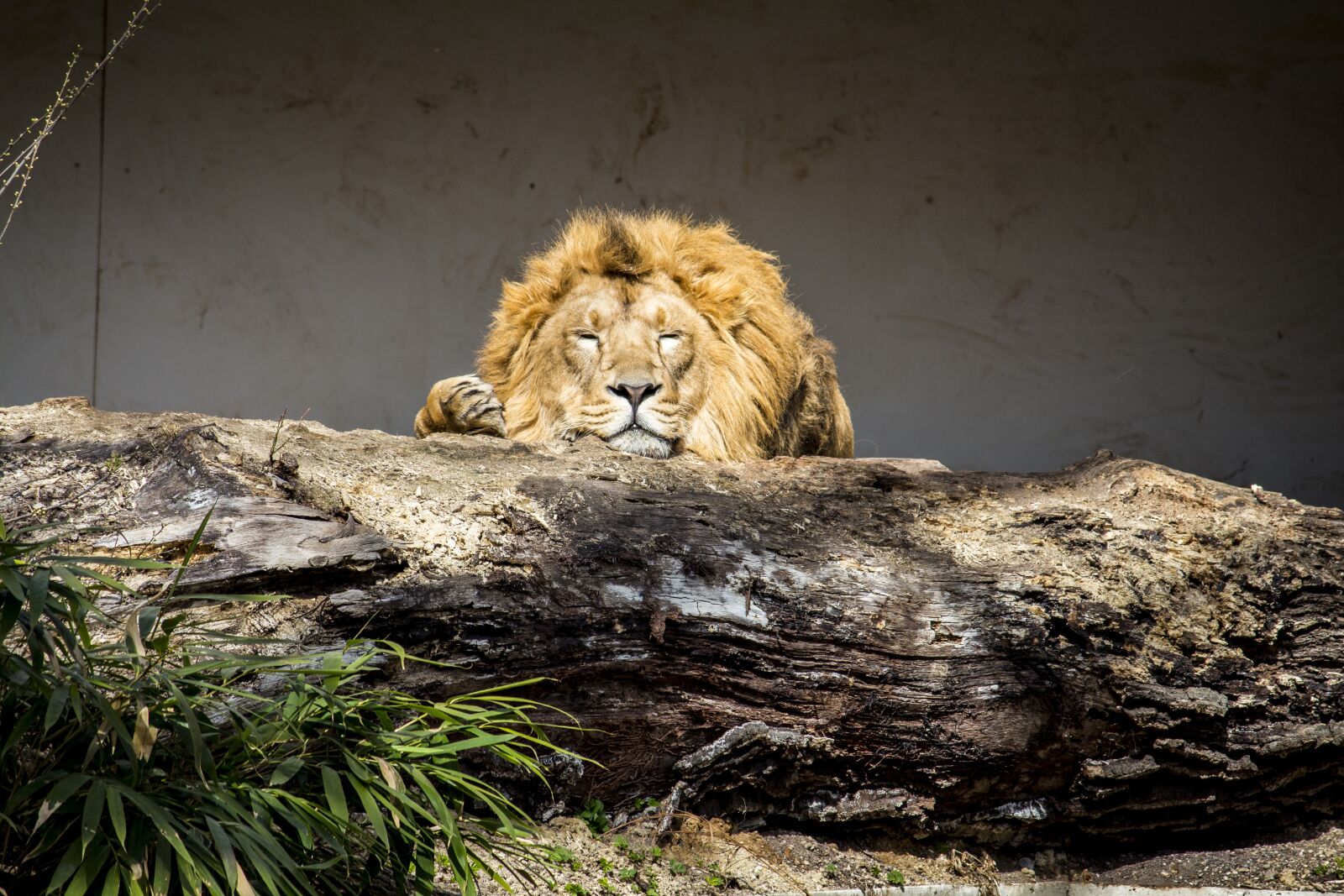 Canon EF-S 55-250mm F4-5.6 IS sample photo. Nature, animal world, cat photography