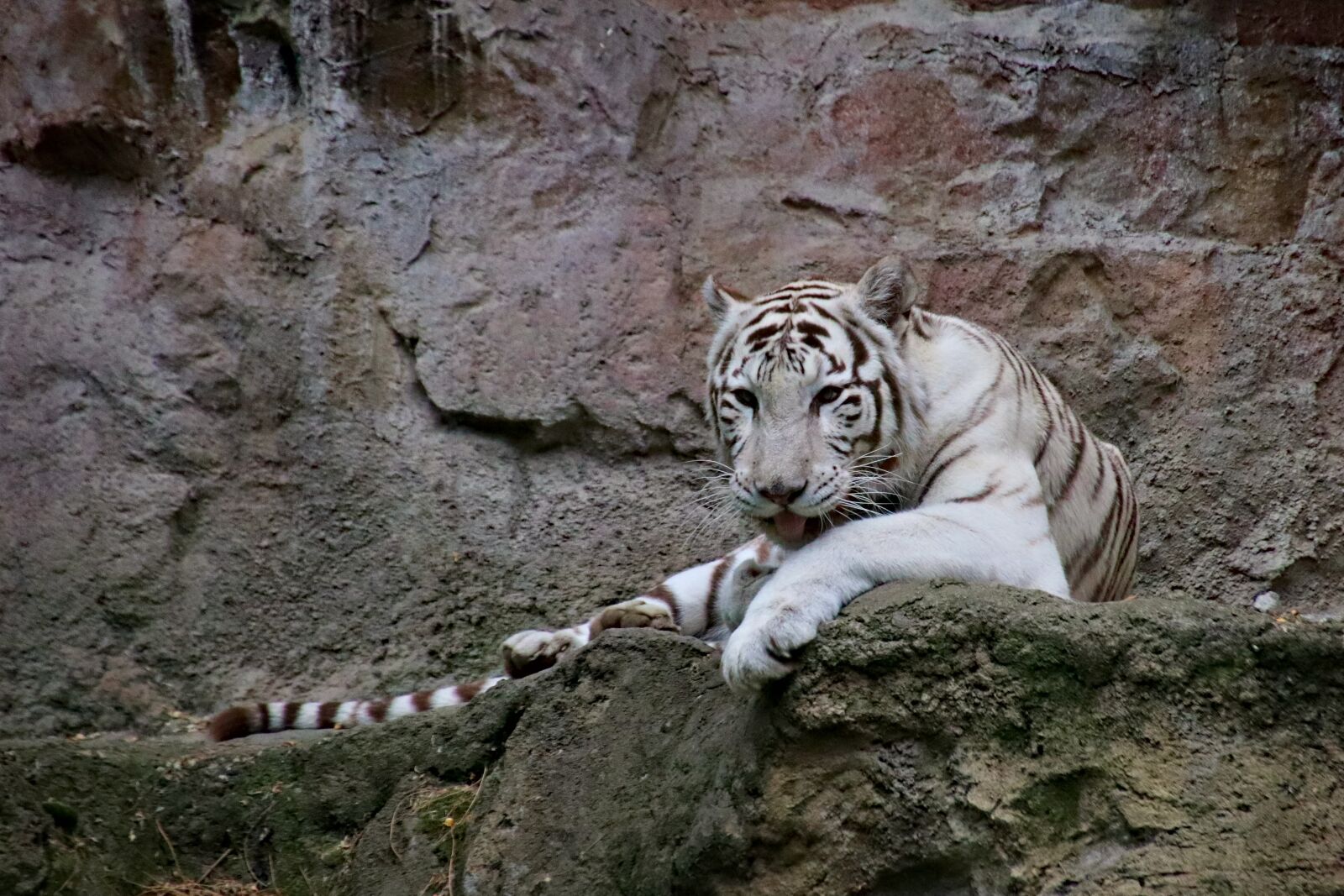 Canon EOS 77D (EOS 9000D / EOS 770D) sample photo. Tiger, white, beast photography