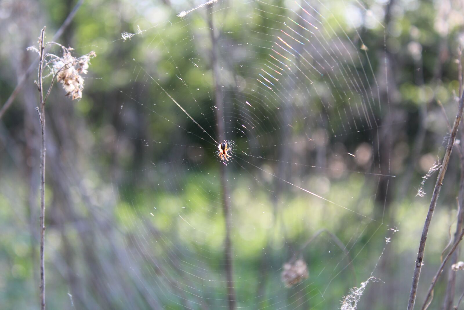 Canon EOS 1300D (EOS Rebel T6 / EOS Kiss X80) sample photo. Nature, at the court photography